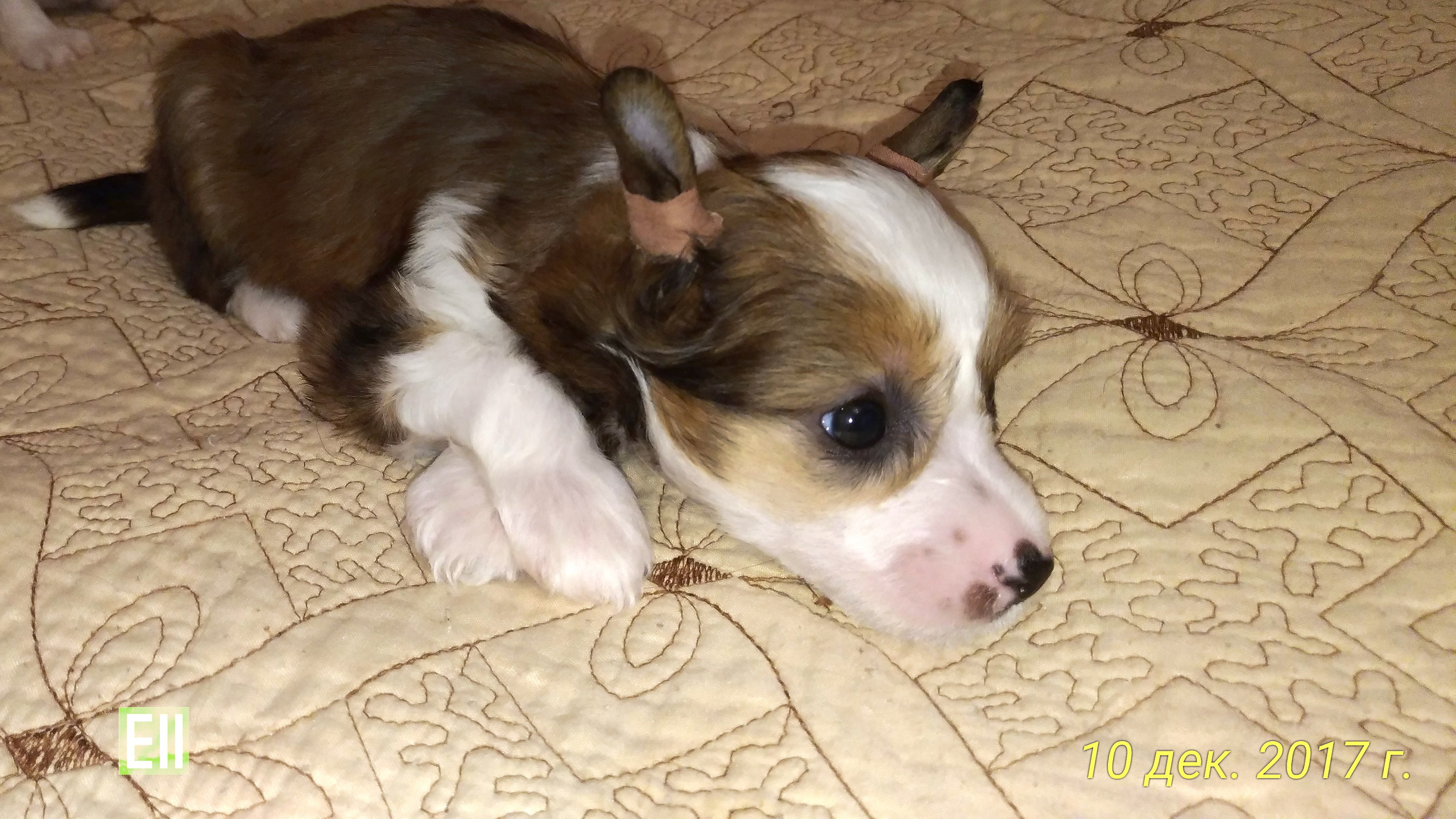 Litter B. Chinese Crested Dog Kennel Poale Ell