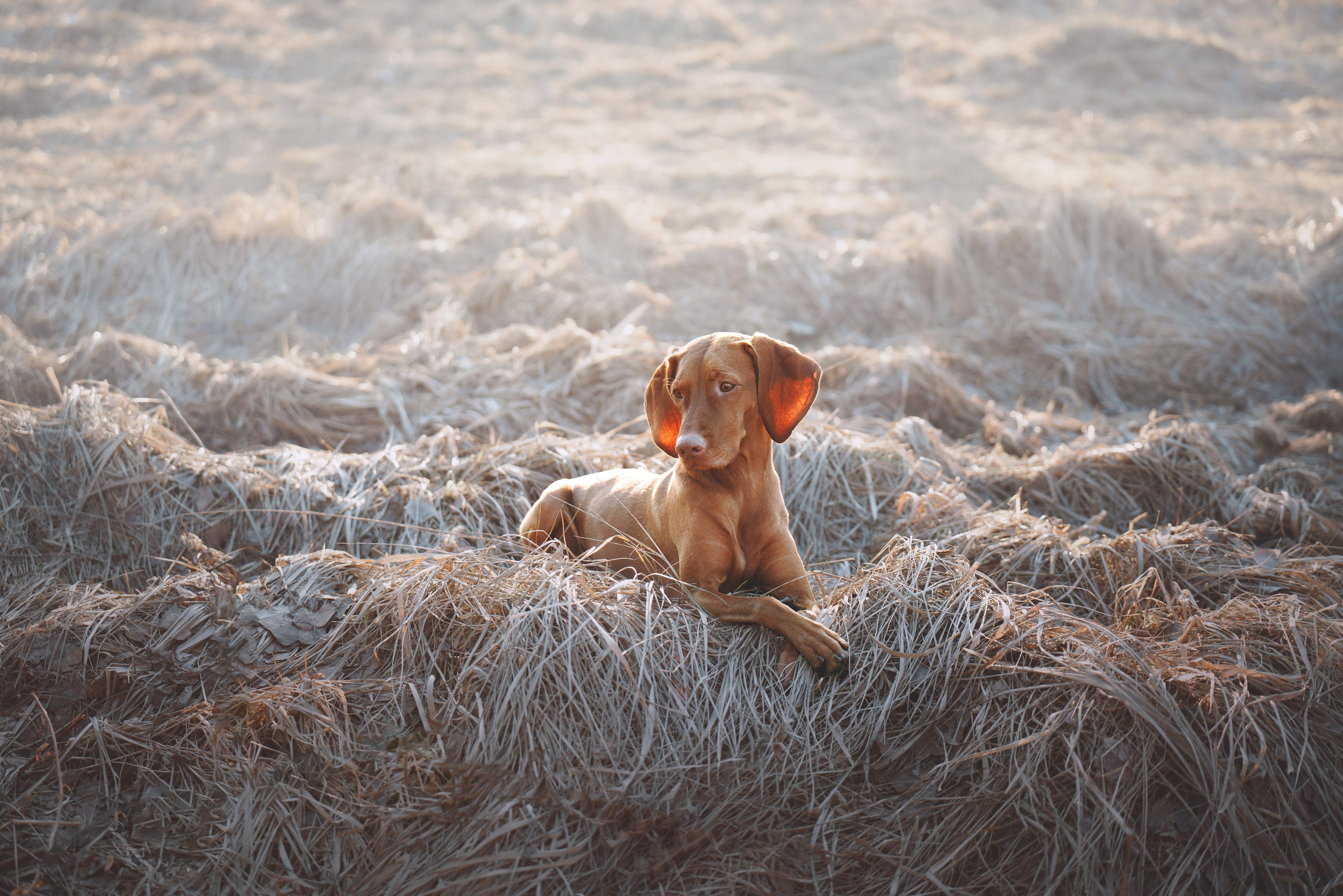 Трисс. Фотограф анималист Осипчикова Мария