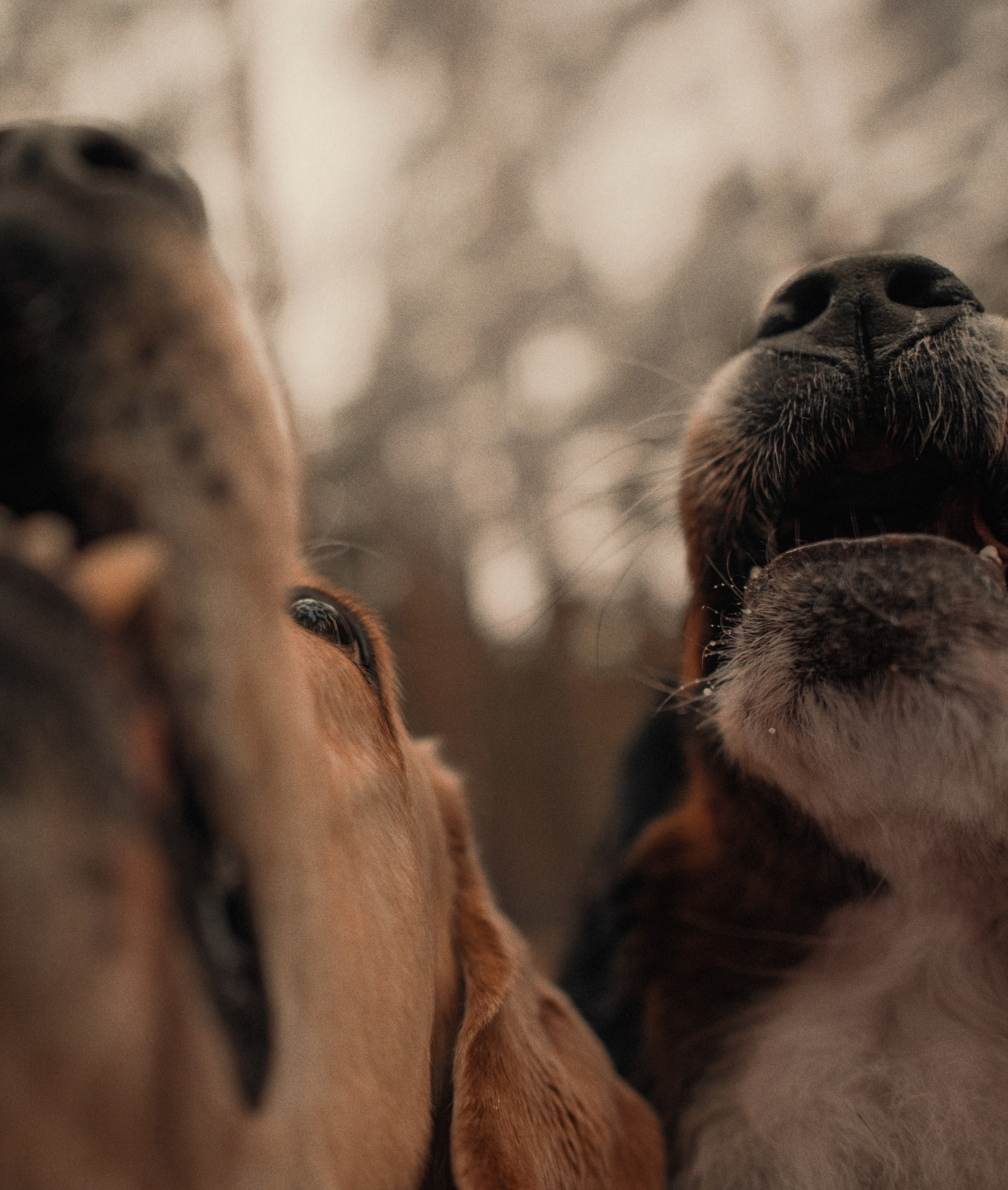 Прогулка: берн Пума, Фрэнк и Юля в Питере. Портфолио