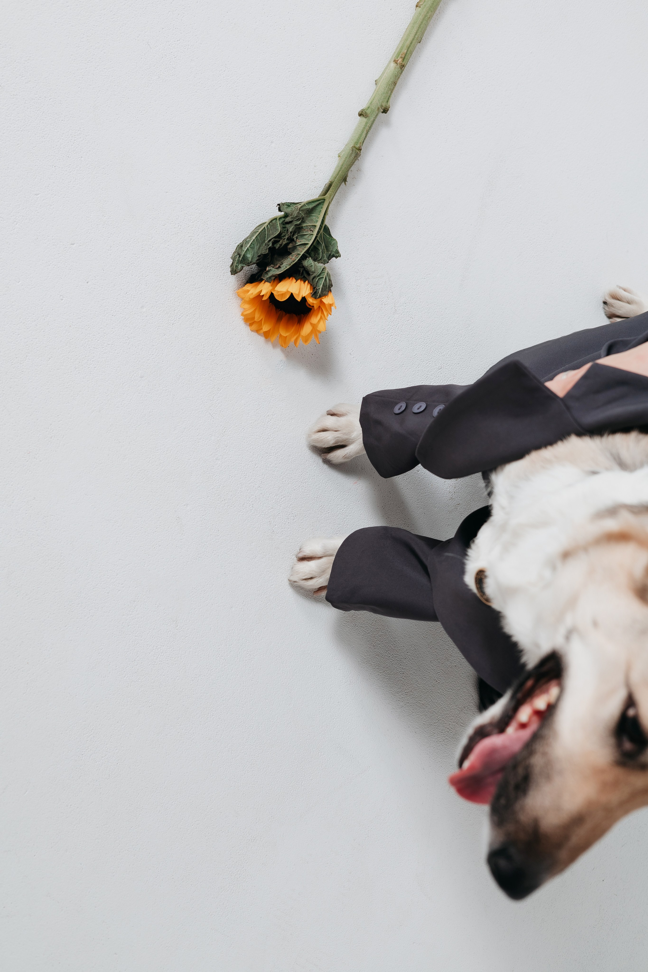 Анна и Бейлис. Фотограф — анималист Владивосток, Алина