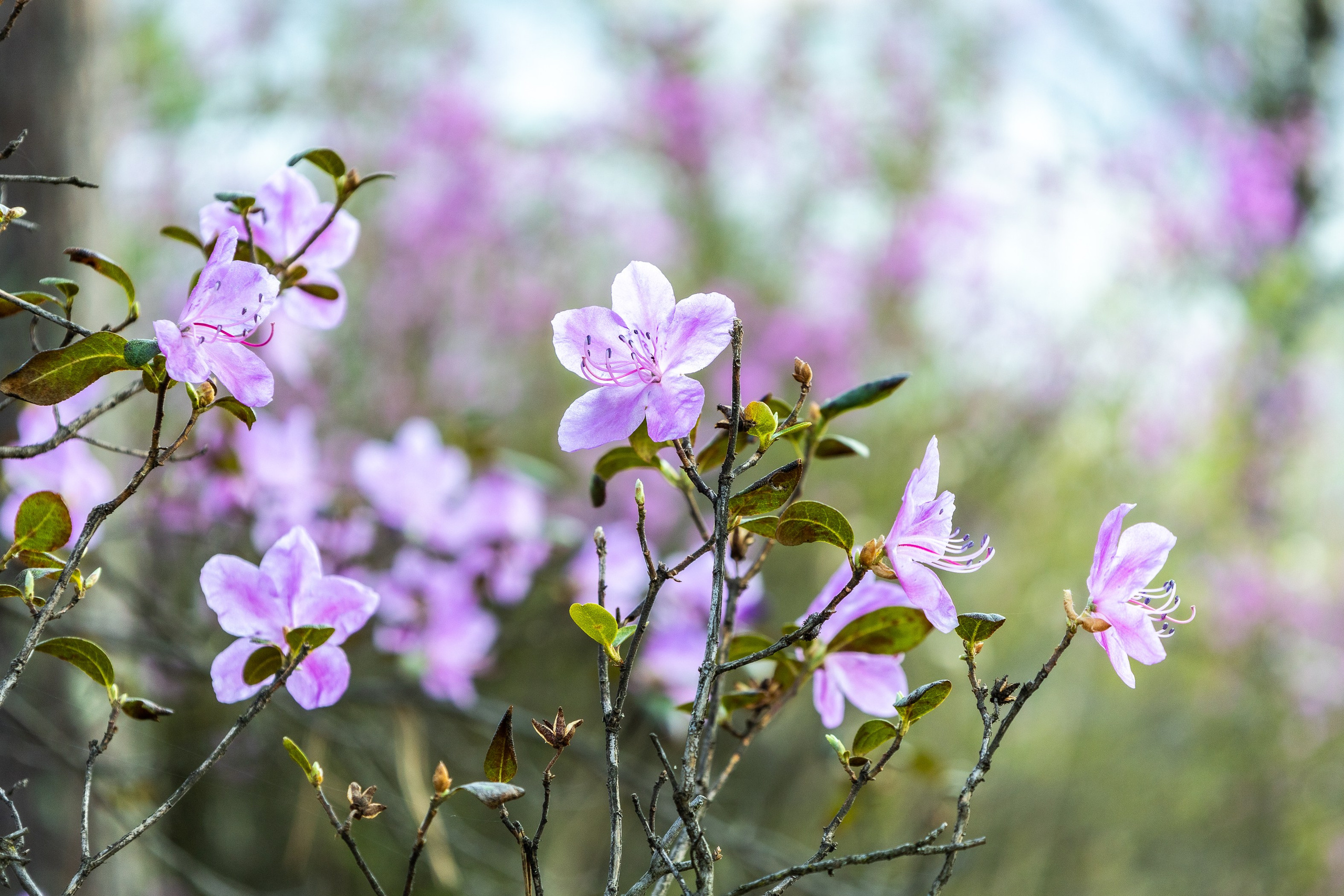 Майские в горах 2023. Gennady Travel