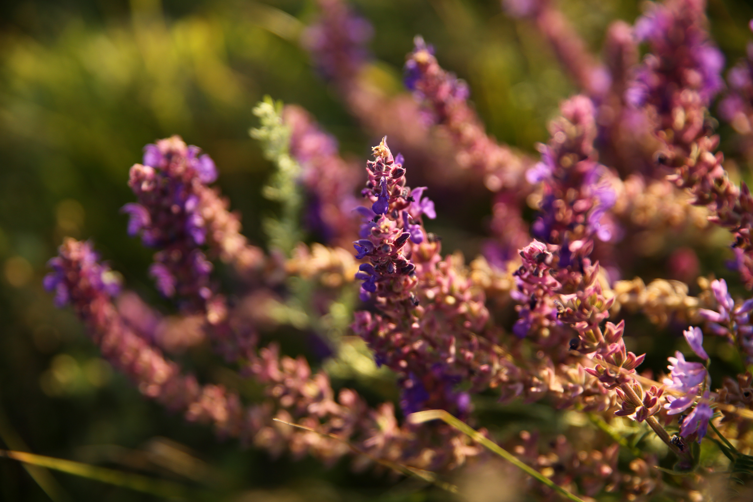 Олеся и Злата. Семейный и свадебный фотограф в Самаре и Кинеле Мария Донцу