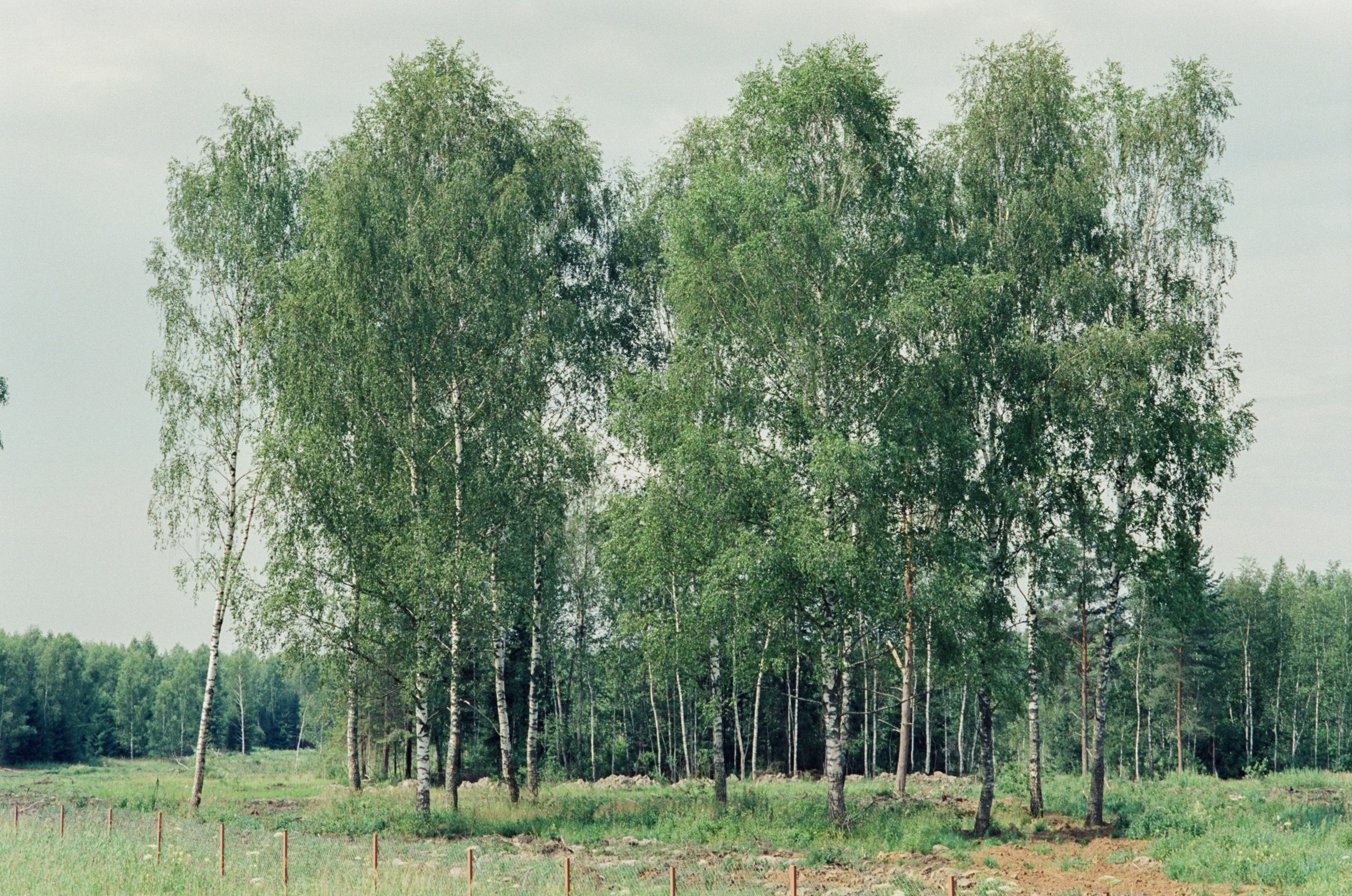 Canon 33V — Minolta MC Rokkor-PF 85 mm f1.7 | SFL 200T | июль 2025 г