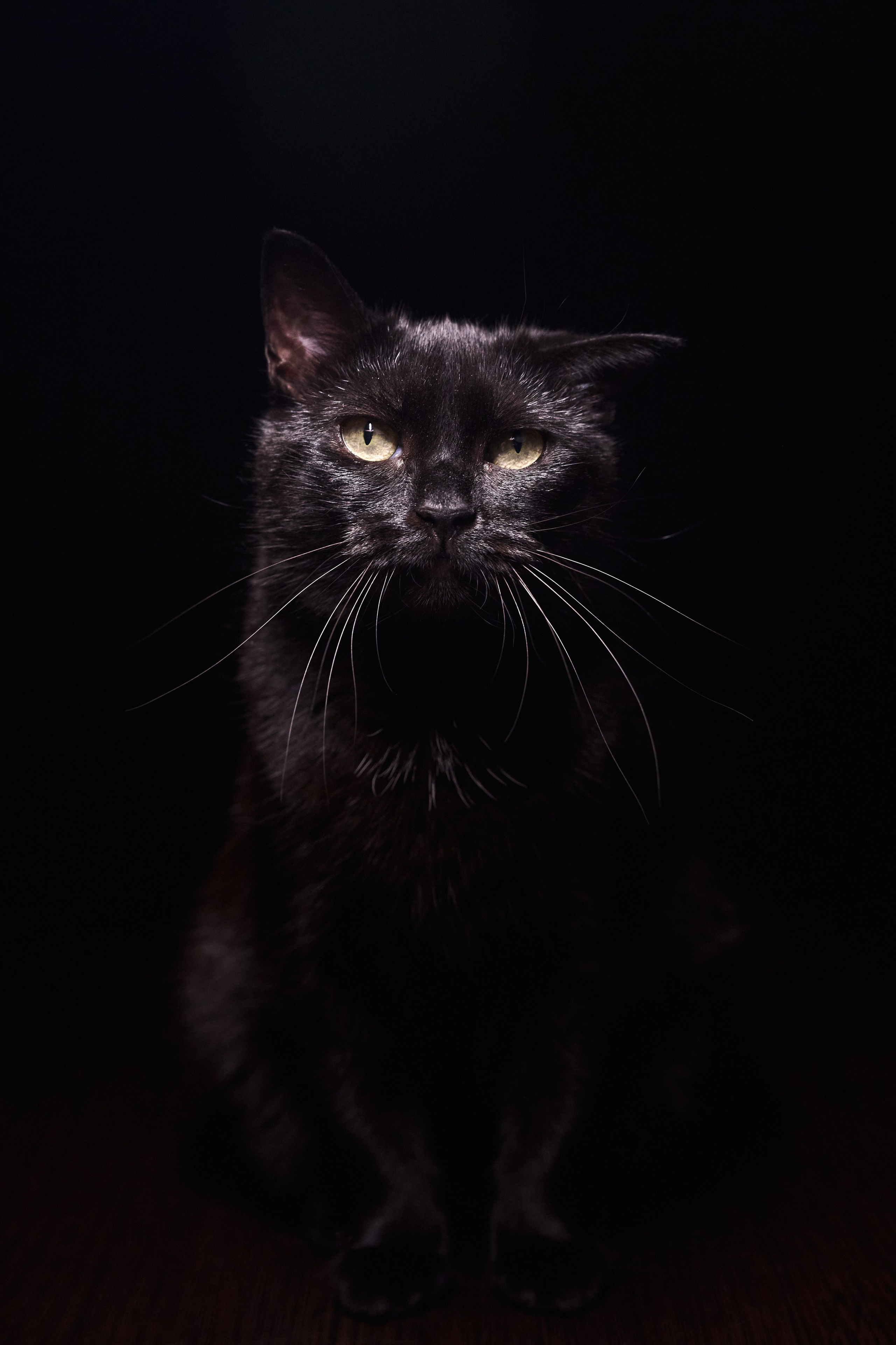 Идеи фотосессии с кошкой в студии и дома — фотограф животных СПб