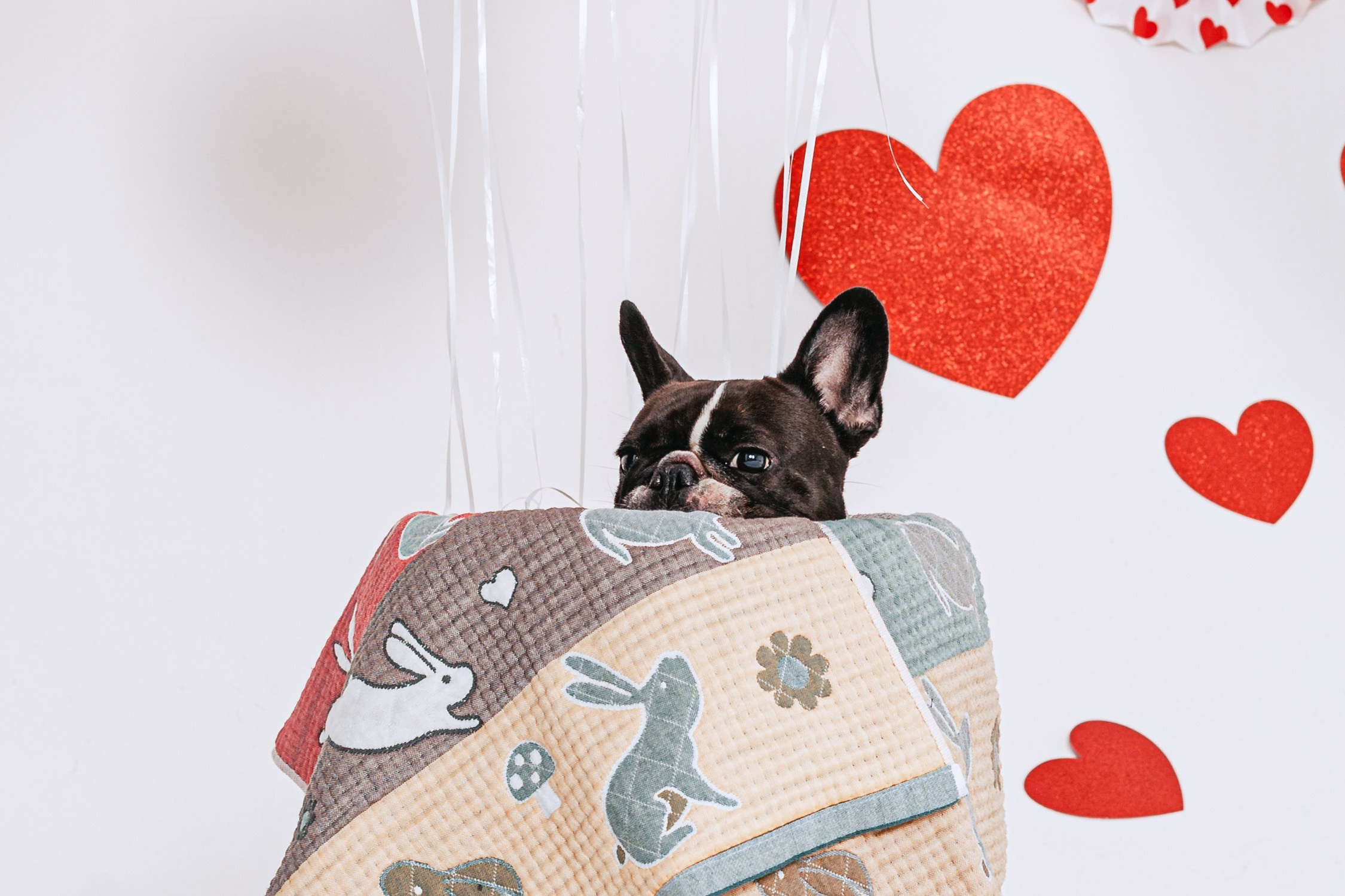 Пижамная вечеринка французских бульдогов и их хозяев. Фотограф-анималист Татьяна Степанова