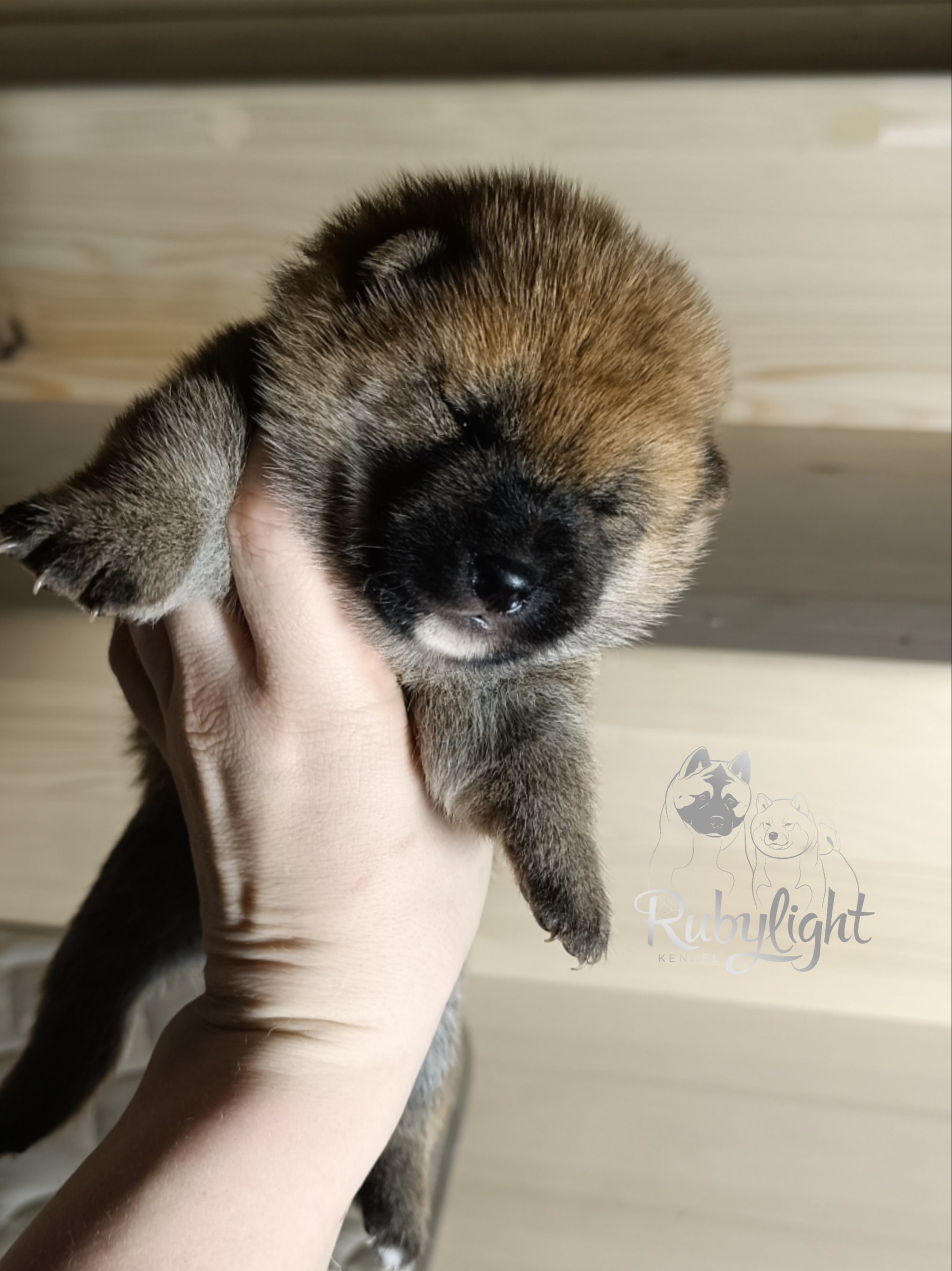 Сиба Rubylight Ellis питомник Рубилайт 