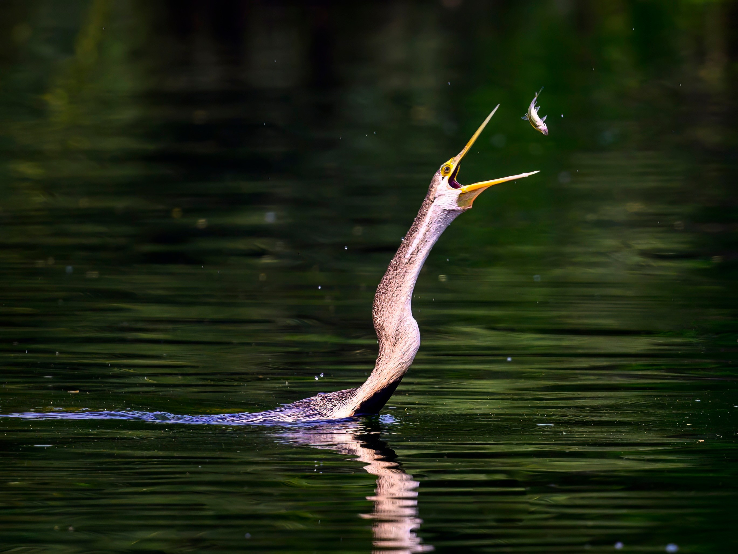 Раджастан, Индия. Wildlife photography by Sergey Puponin