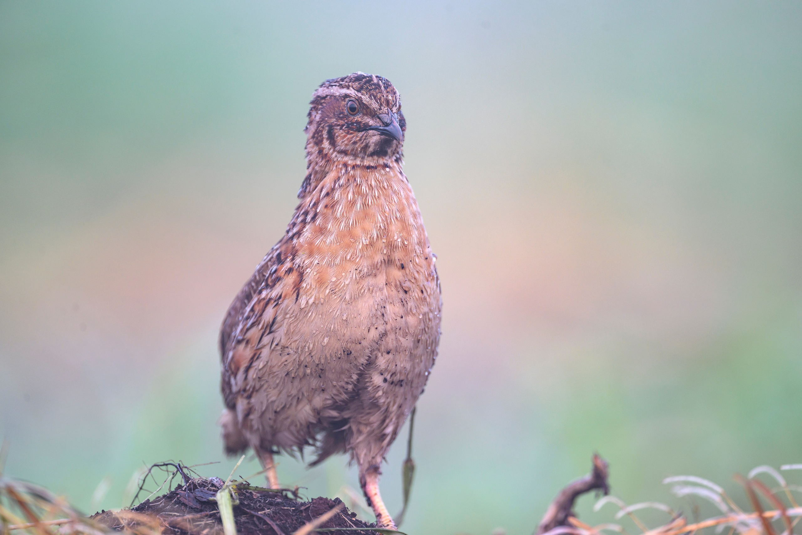 Перепела в тумане. Wildlife photography by Sergey Puponin
