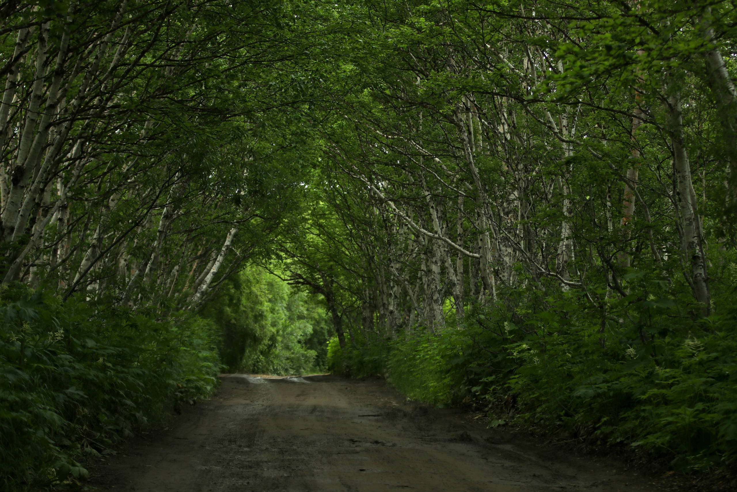 Камчатка и о. Парамушир. Июль 2024. Путешественник-фотограф из Санкт-Петербурга Татьяна Свистулина
