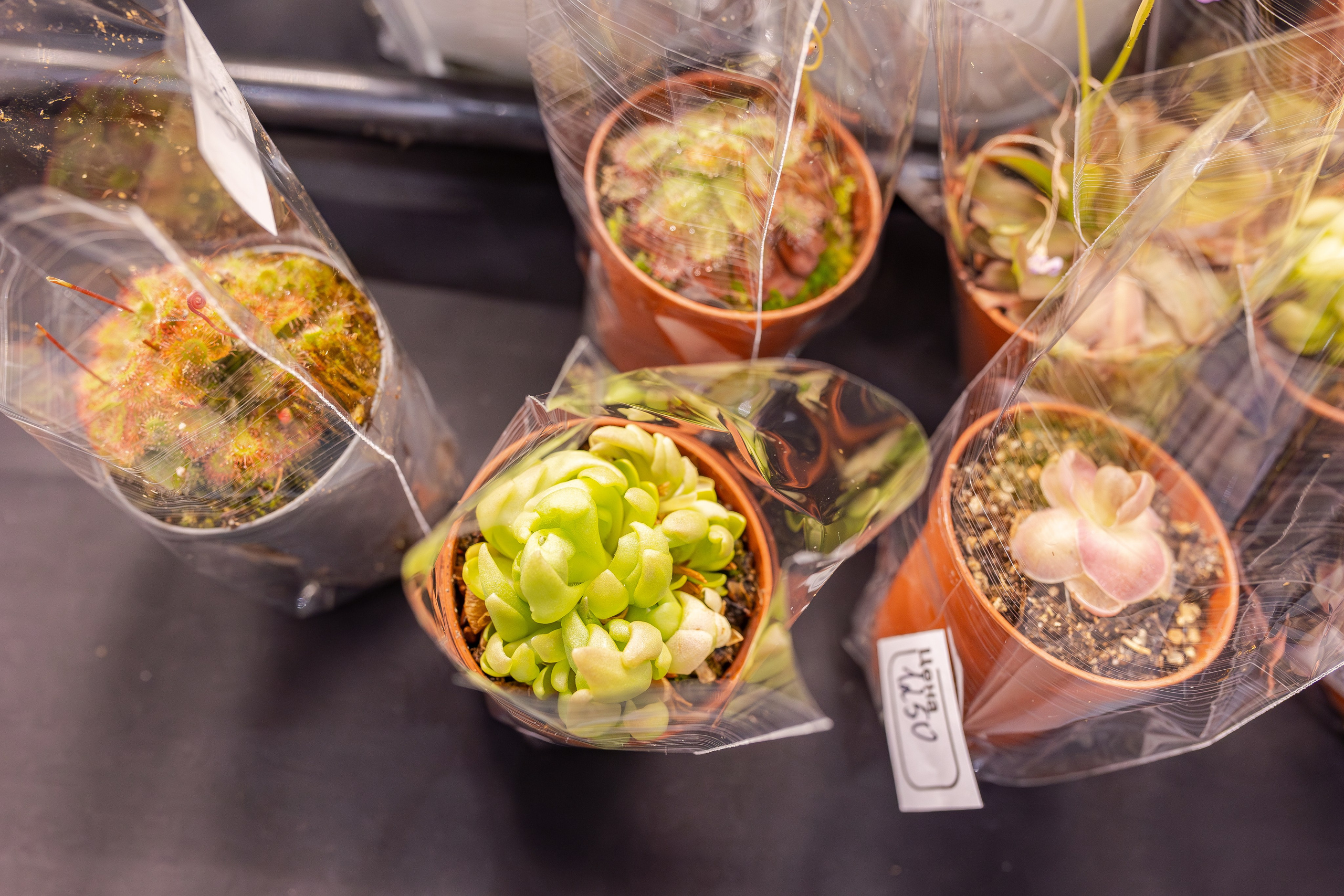 Монстериум апрель 2026. Александра Куликова фотограф, Москва