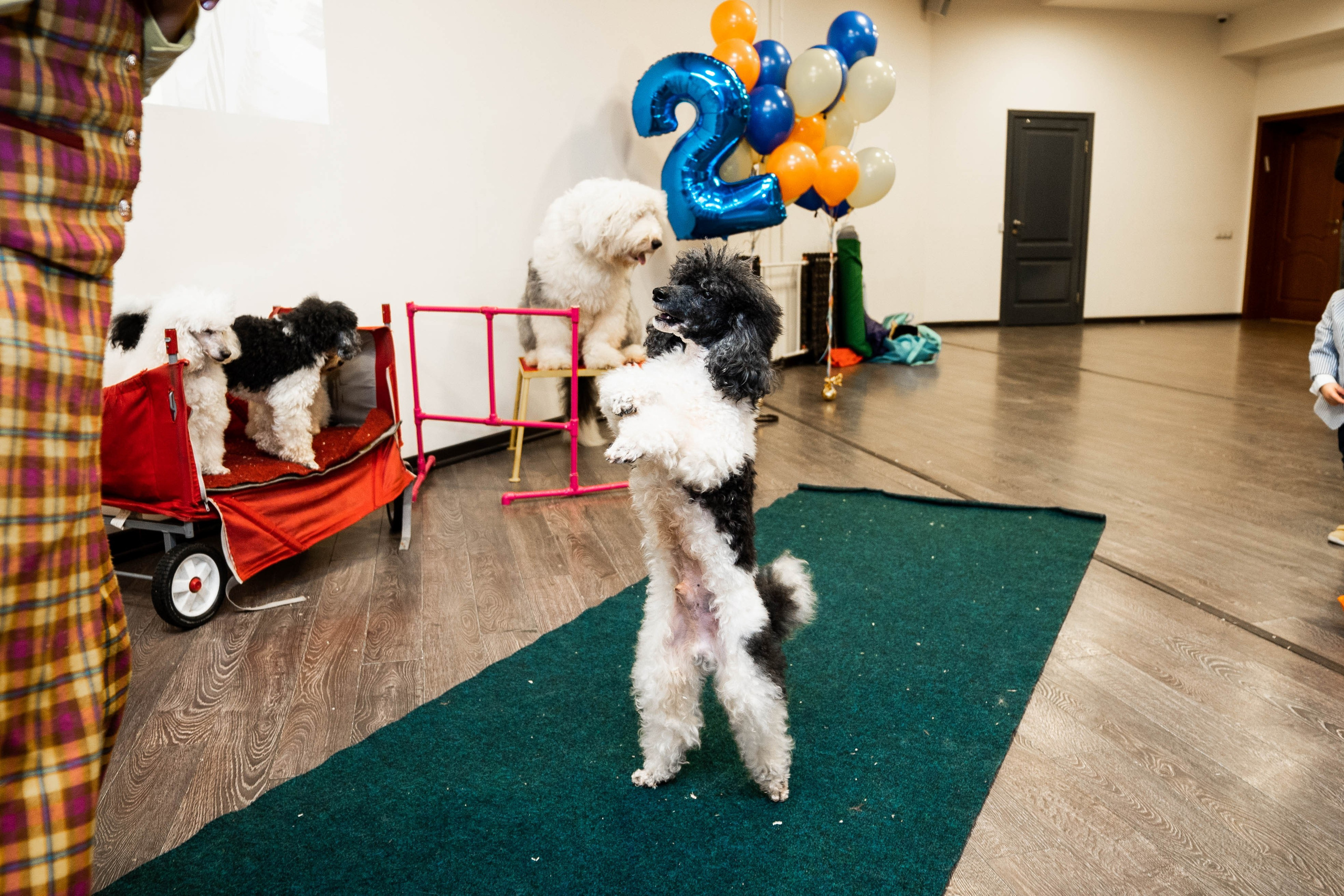 Даниэль h-day. Фотограф Абакумова Анастасия