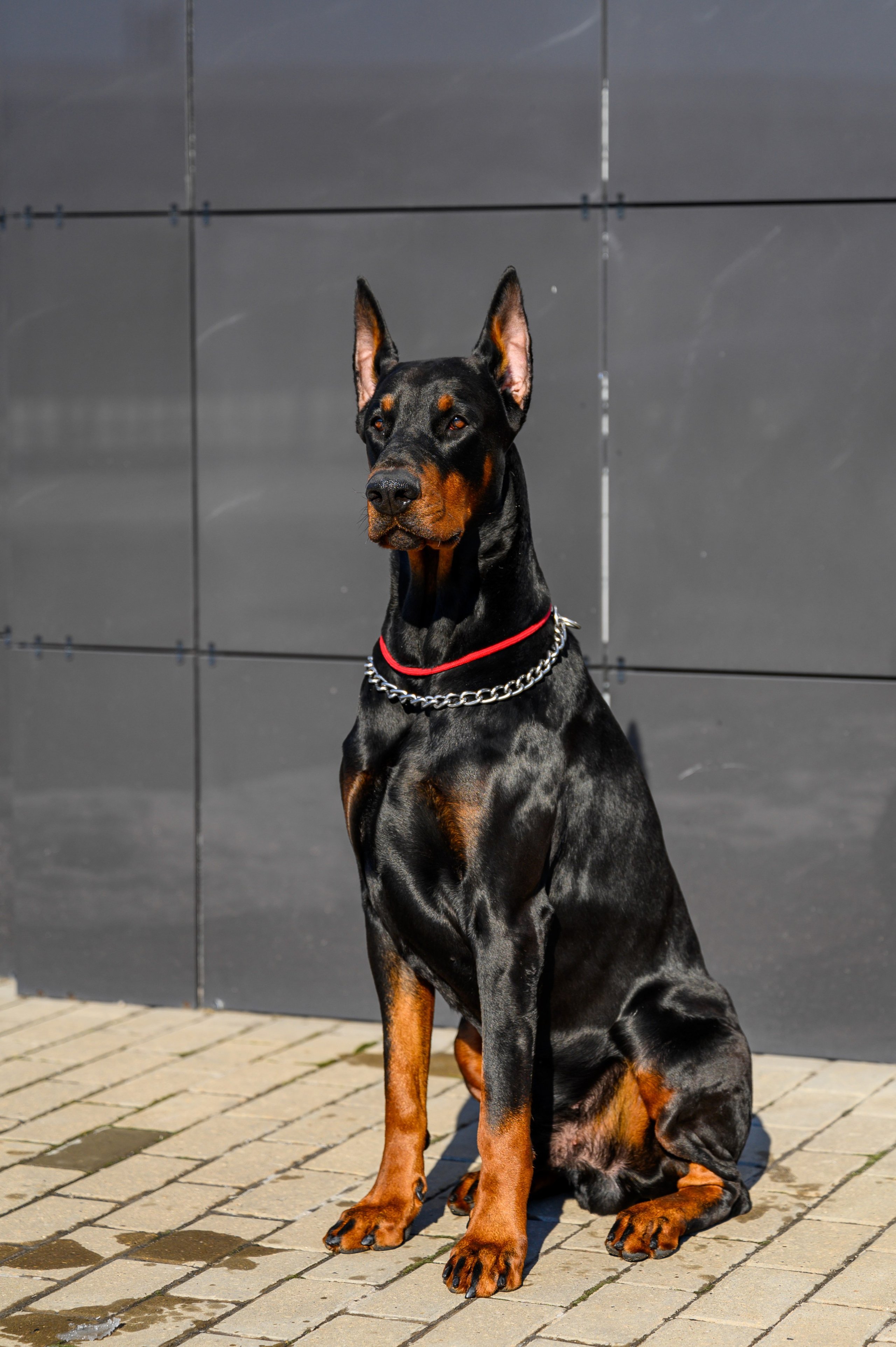 Доберман Рэн. Bazarkom-photo.ru Фотограф Виктор Оськин в Старом Осколе