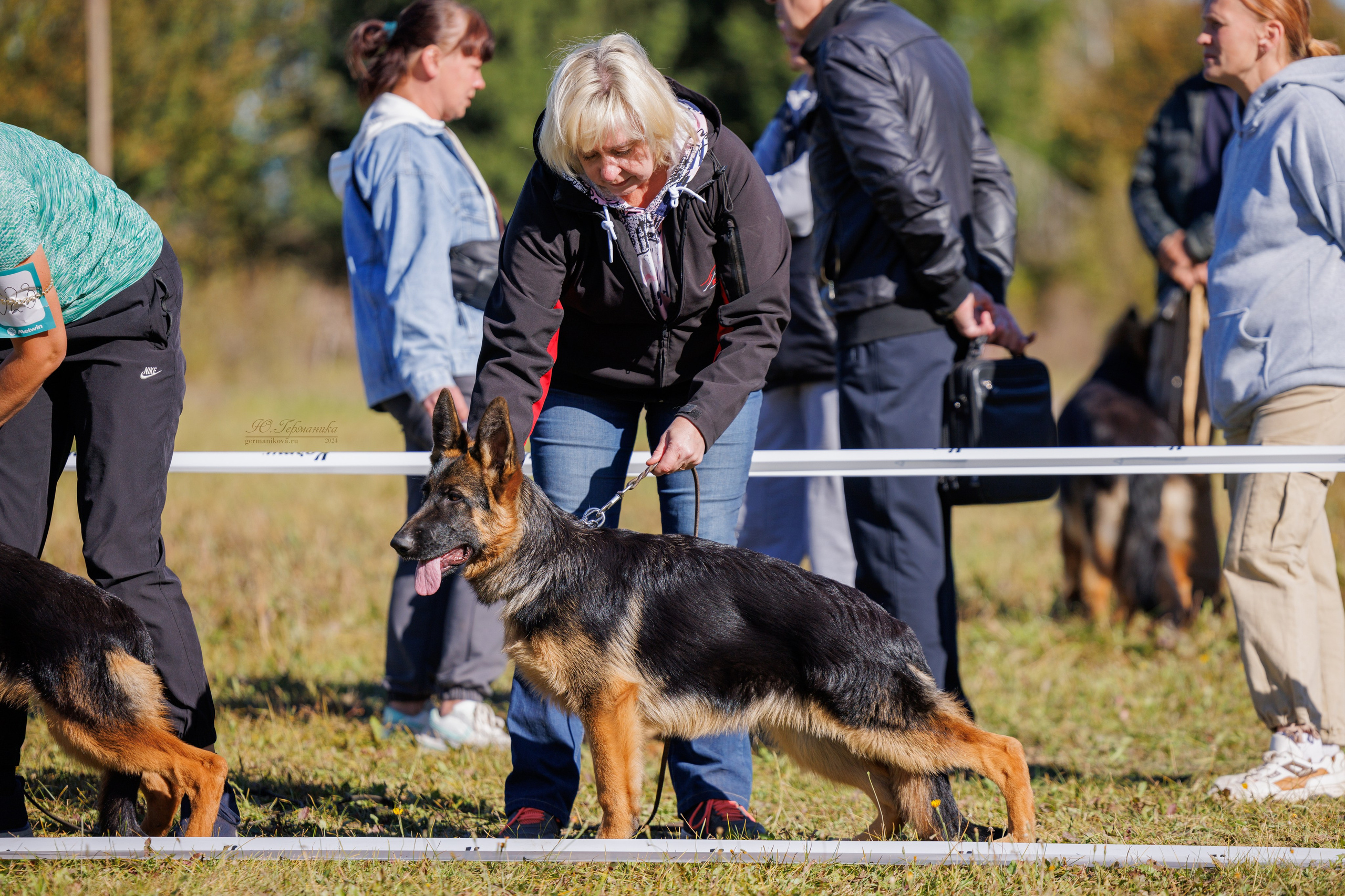 Тверь немецкие овчарки 22.09.2024. Фотограф-анималист Юлия Германика