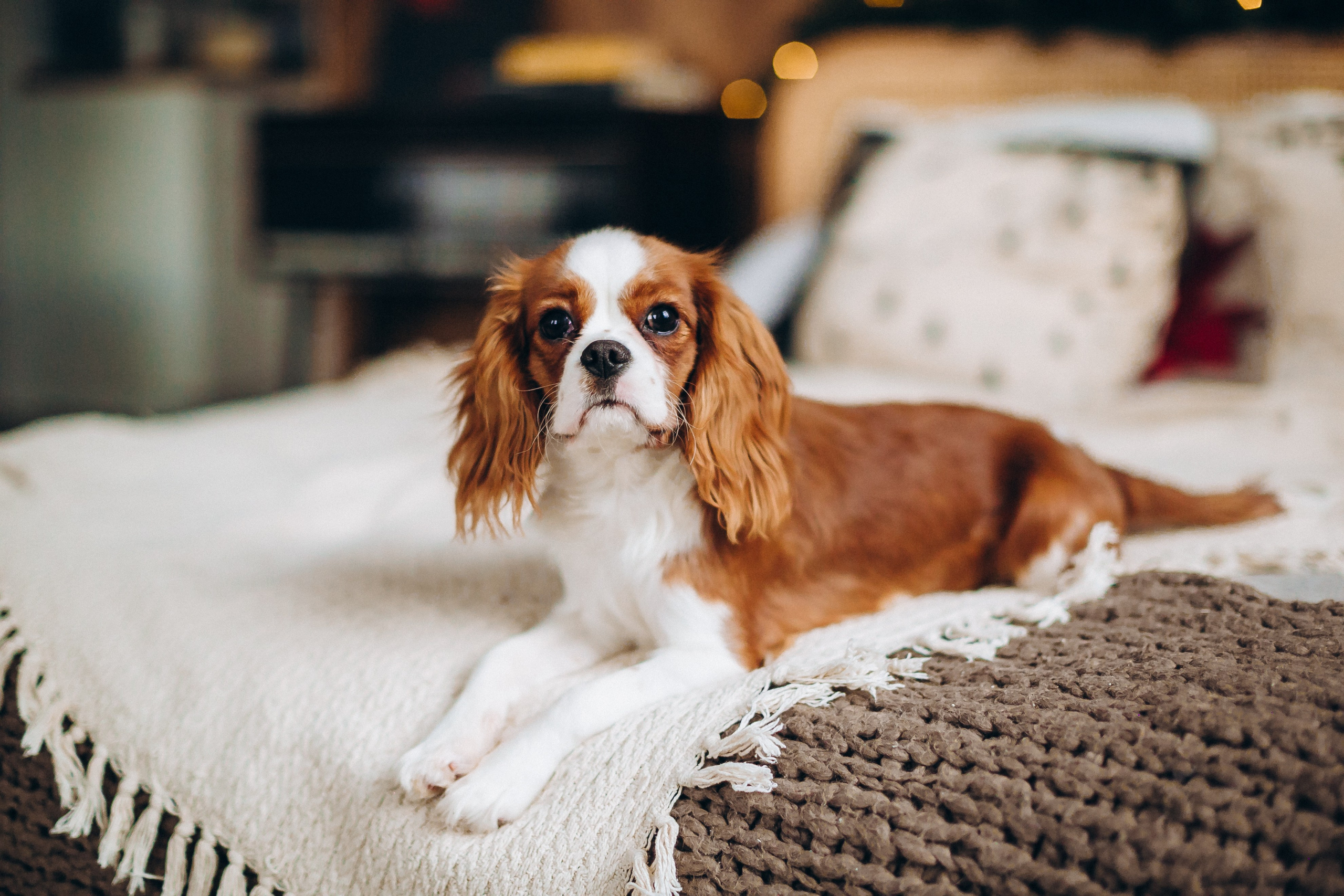Новогодние фотосессии. Семейный, детский и школьный фотограф в Москве Рудницкая Анна