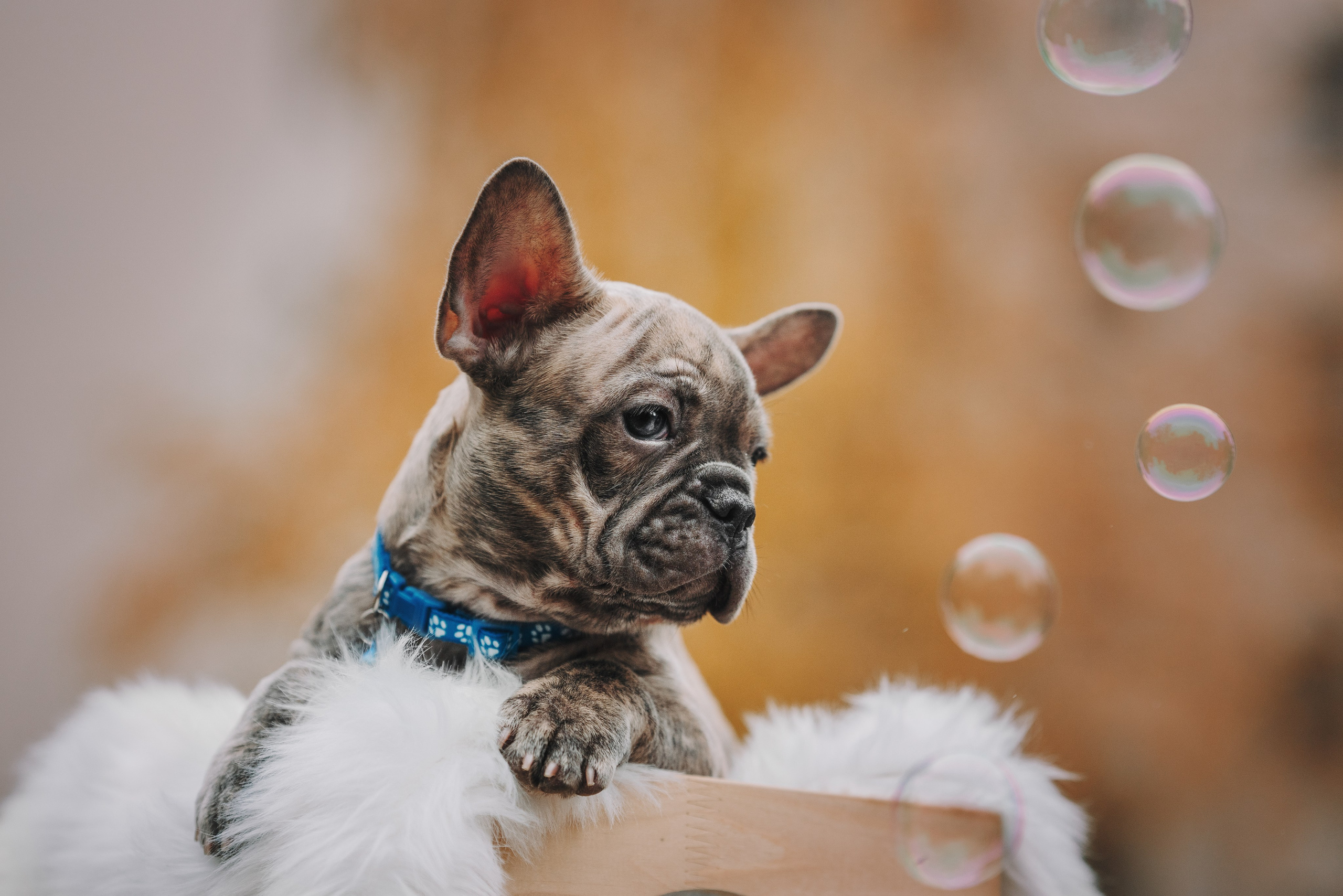 Французские бульдоги. Фотограф анималист Осипчикова Мария