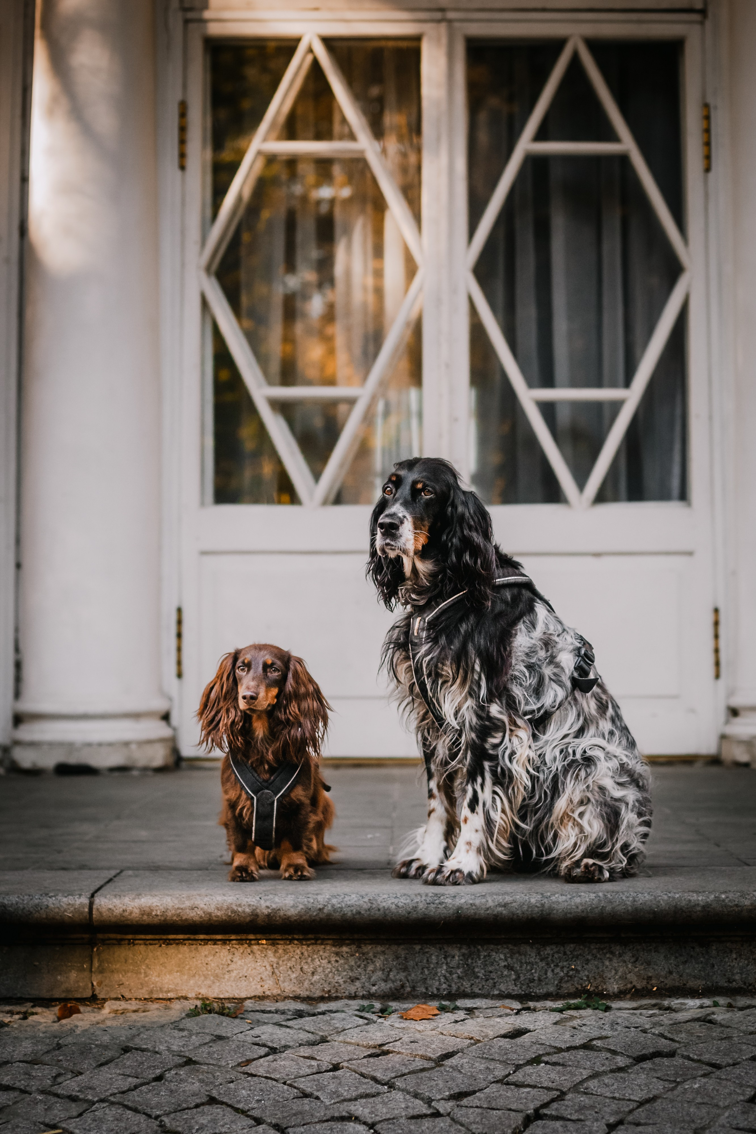 Света, Хайди, Богдана. Фотограф-анималист Татьяна Степанова