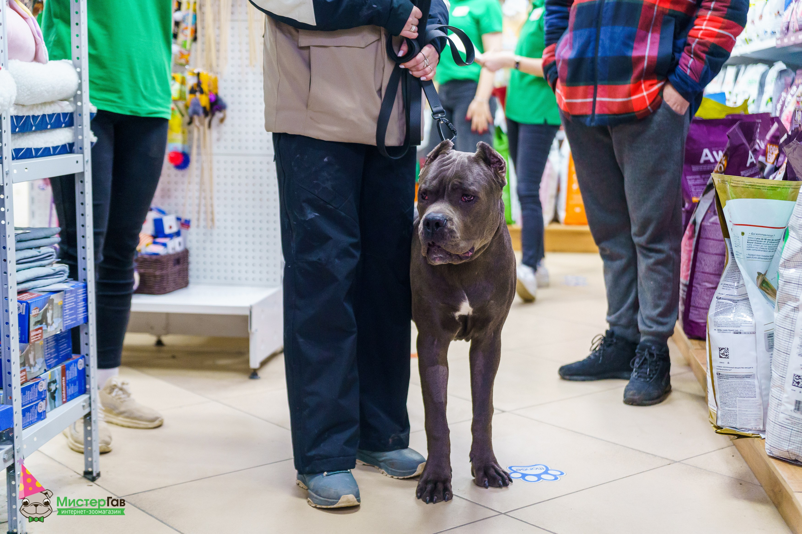 Мистер Гав -13 лет!. Фотограф Челябинск · Ольга Серебрякова