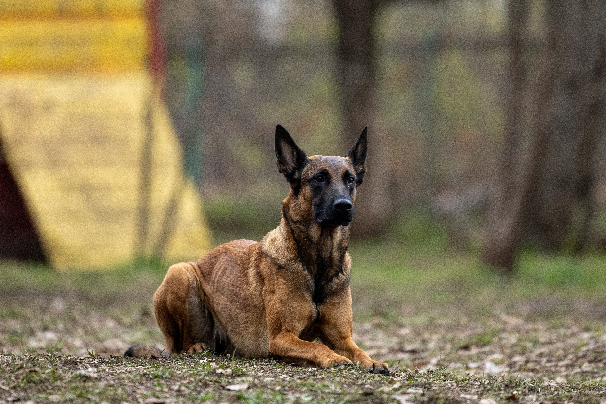 Квалификационные состязания по мондьорингу г. Вологда 11.05.24. Фотограф-анималист Анна Маринич
