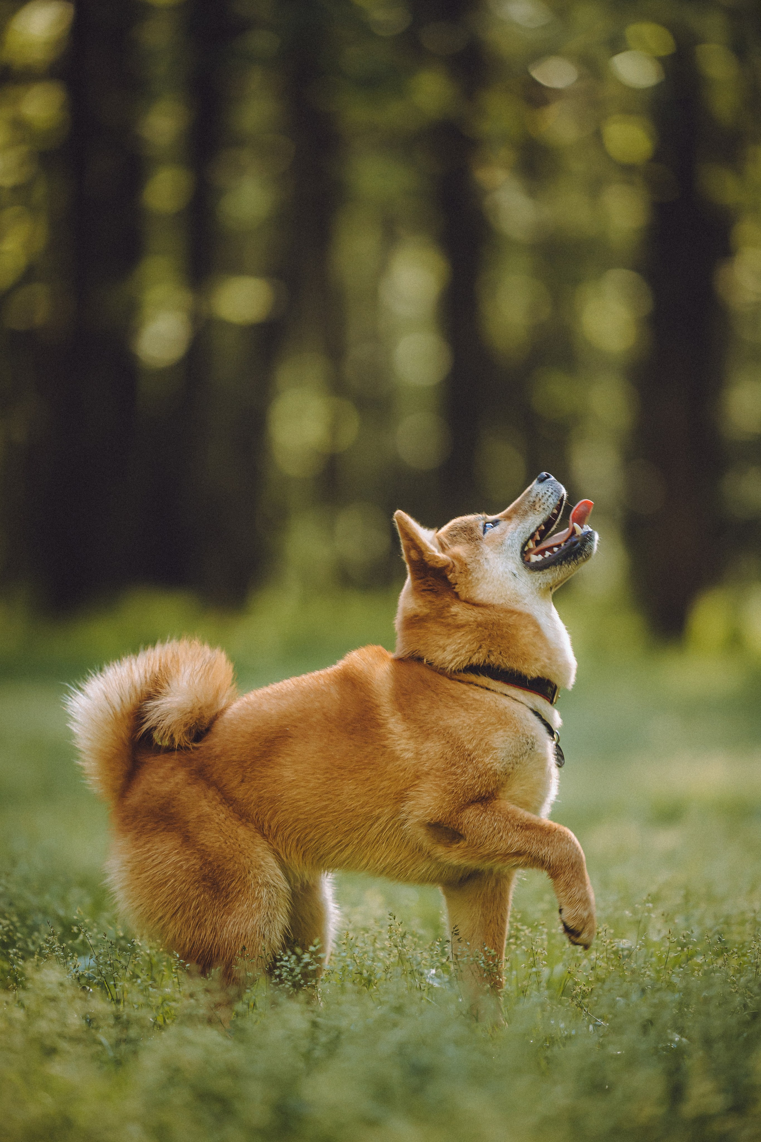 Шед, Цири, Чиби, Цера и их семья