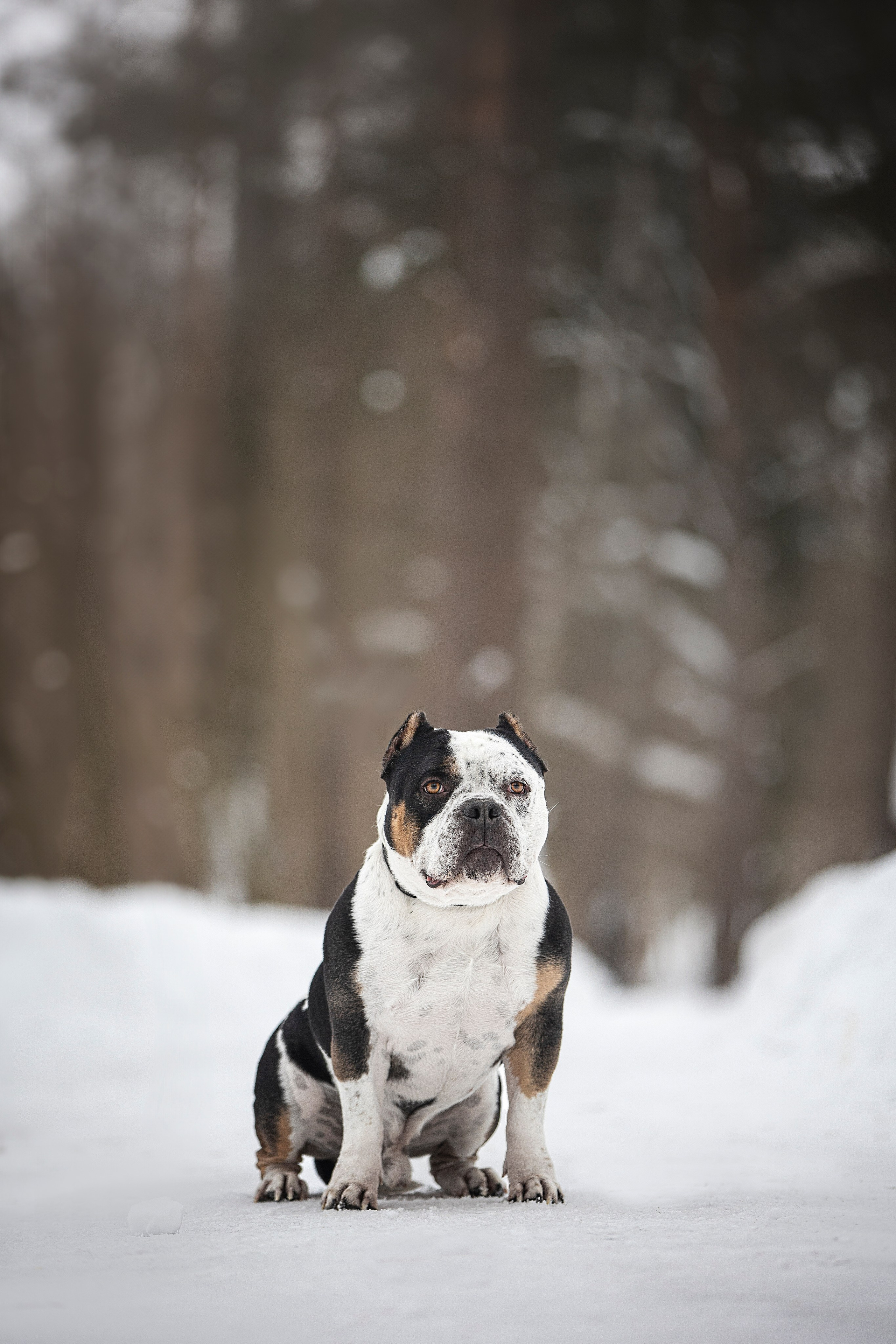 Американские булли. Фотограф анималист в Москве Майорова Евгения