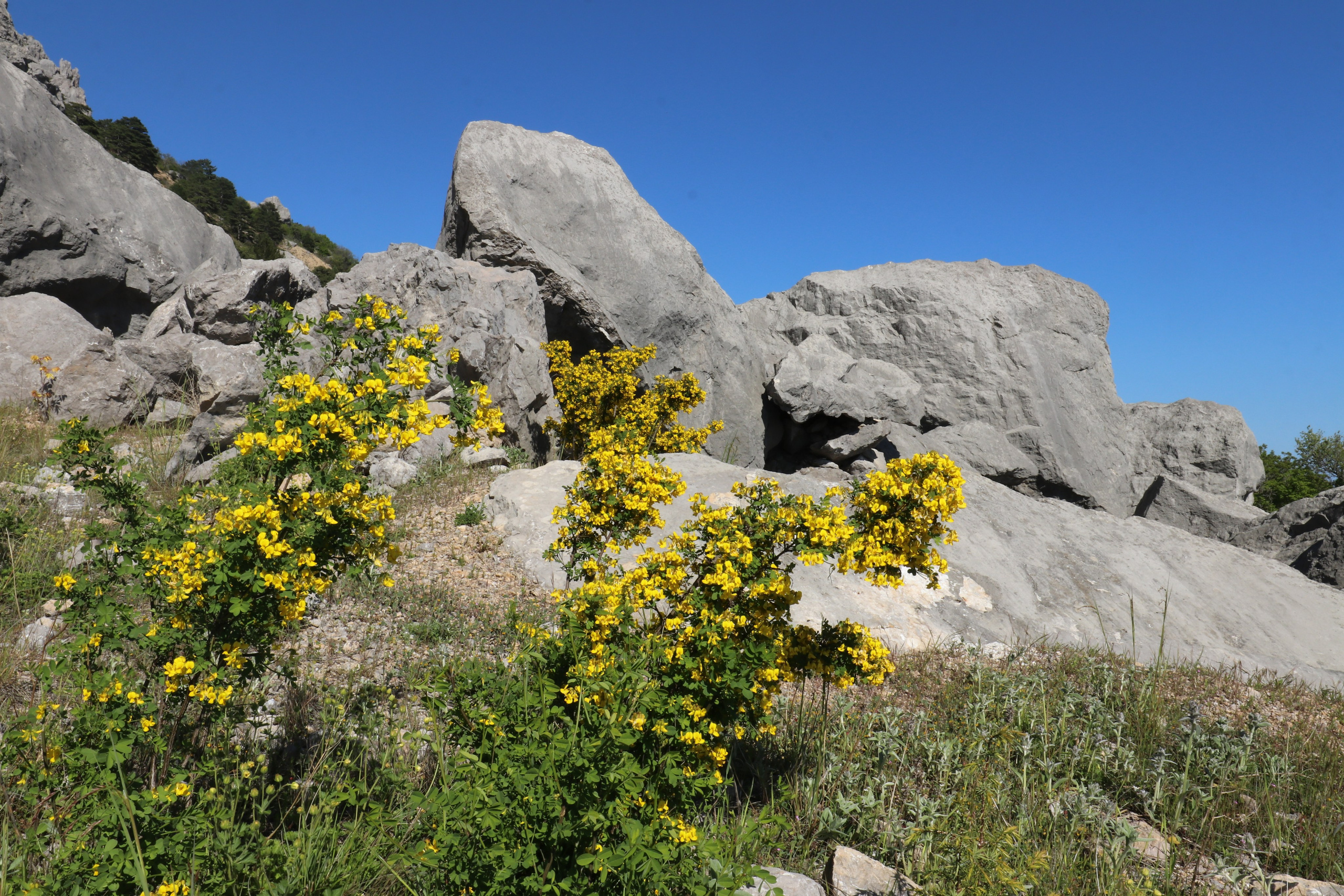 Крым. ЮБК (Севастополь, Кастрополь, Ялта). Май 2023. Путешественник-фотограф из Санкт-Петербурга Татьяна Свистулина