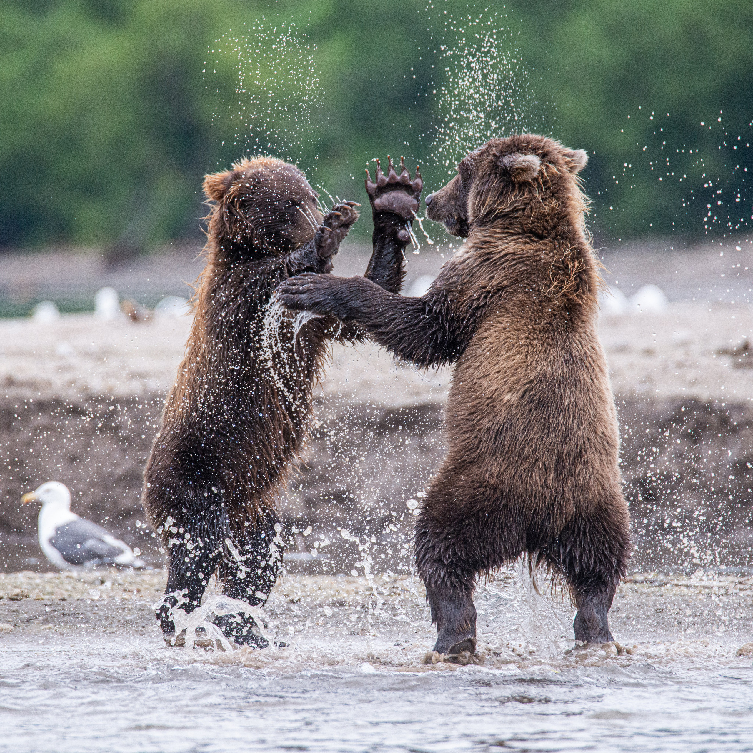 Камчатка — земля медведей. Игорь Иванко — Репортажный и событийный фотограф. Москва