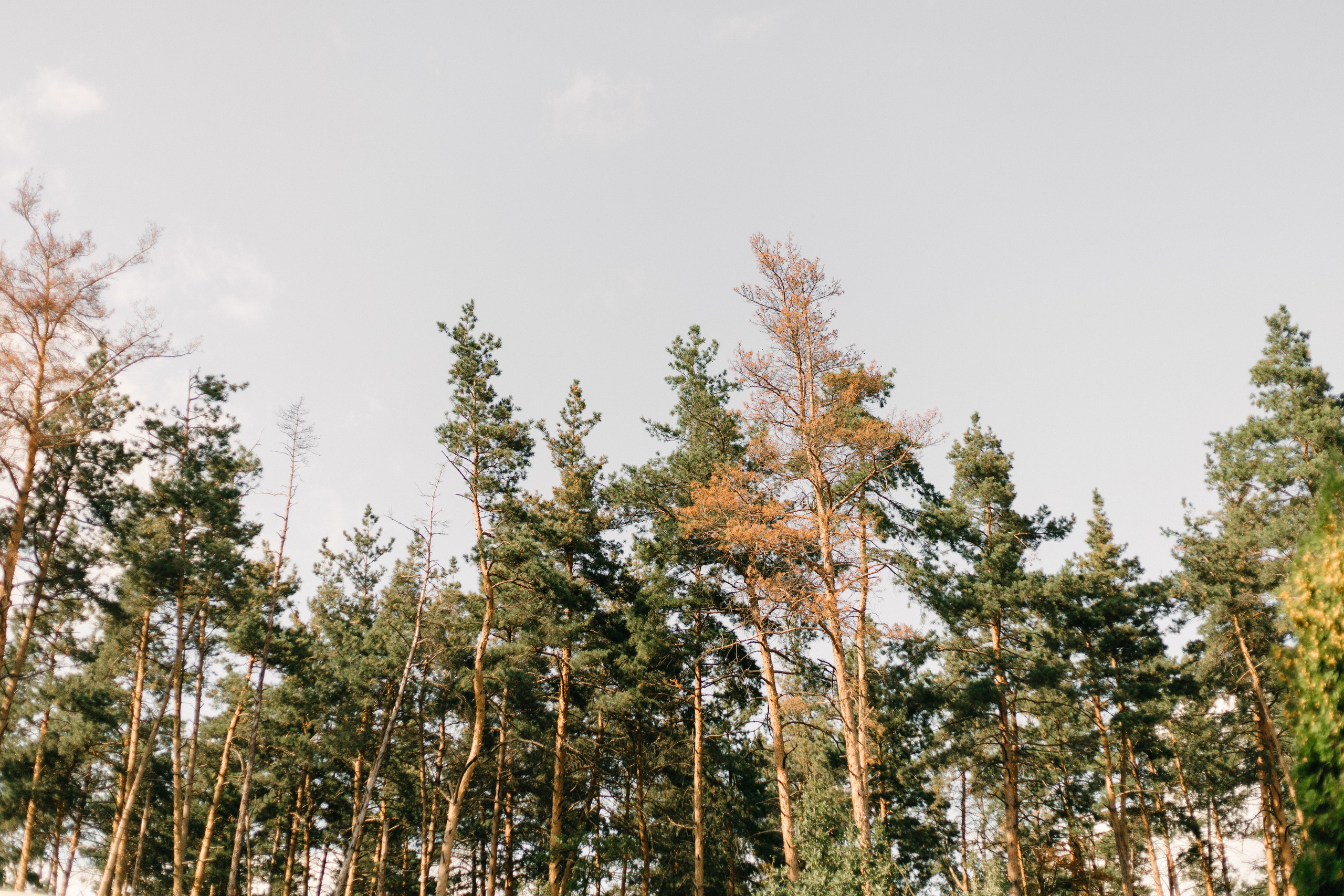 Екатерина и Александр. 26.08.23. Свадебный фотограф Москва Воронеж Ленкова Ксения