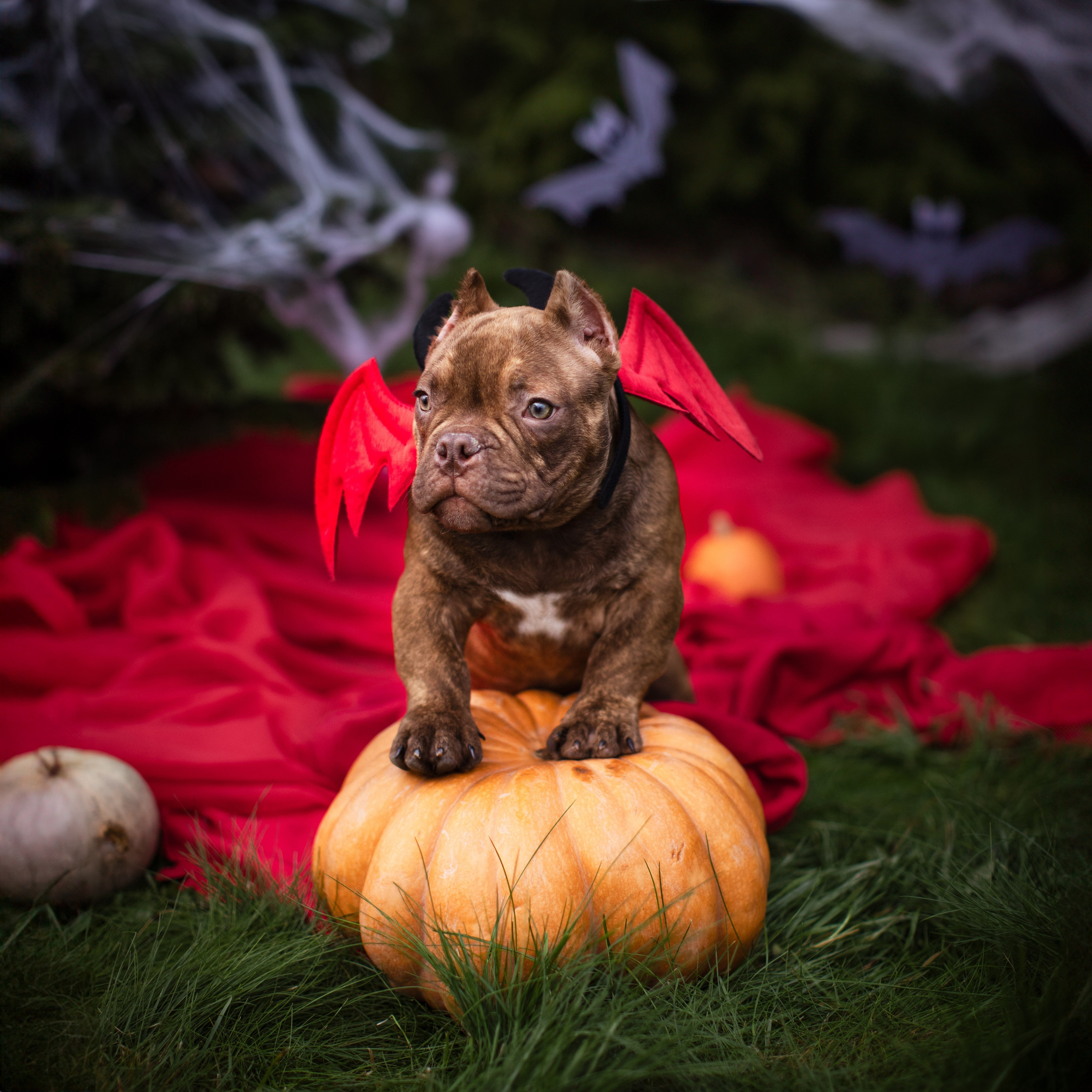 This is Halloween. Портретная и семейная съемка. Фотограф анималист