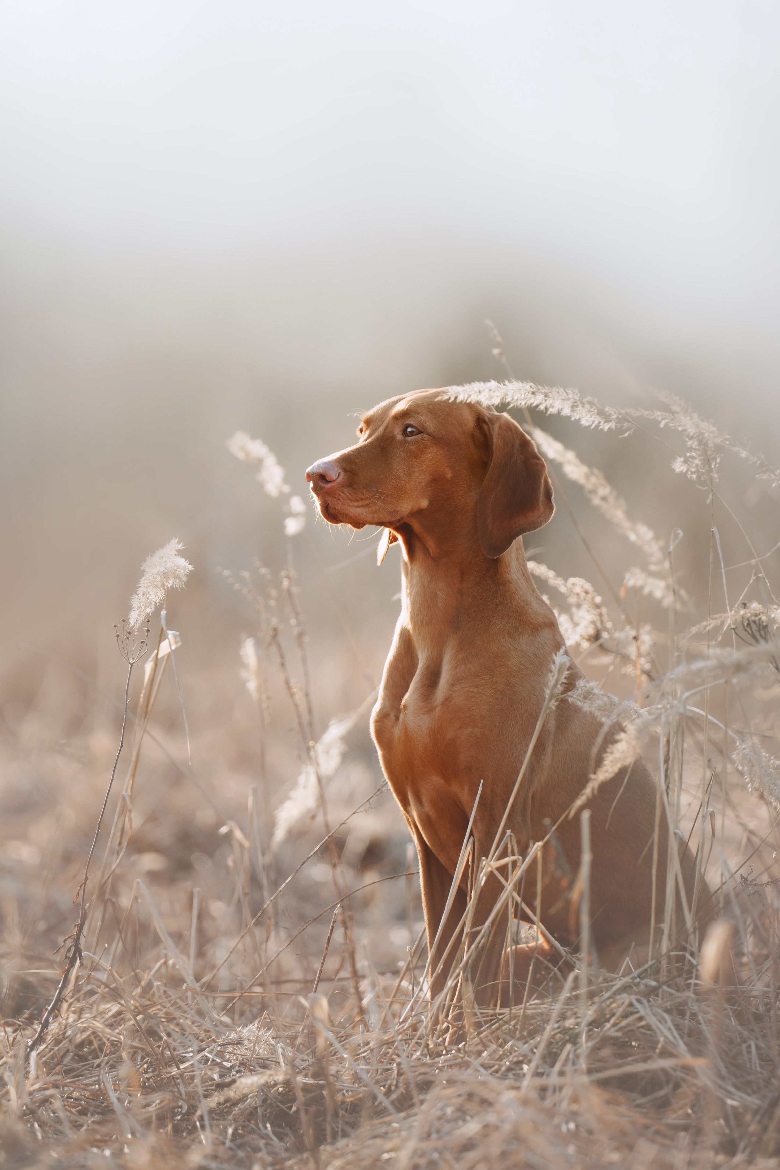 Трисс. Фотограф анималист Осипчикова Мария