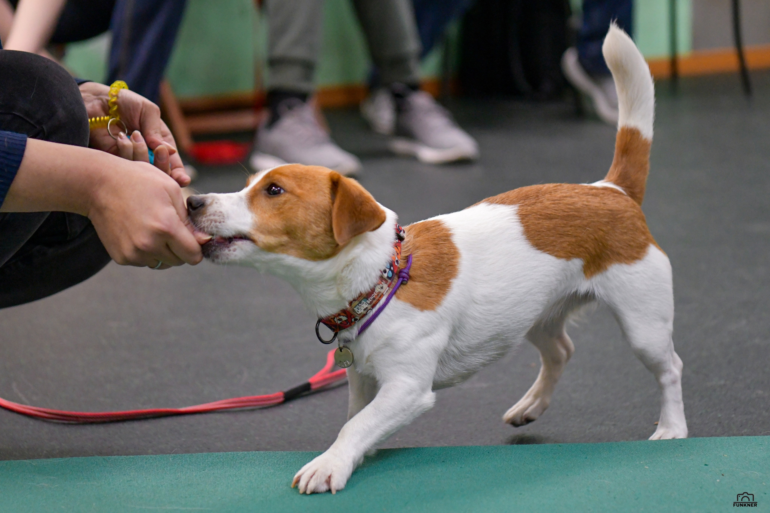 Кинологический клуб «Бодрый хвост». Свой взгляд через объектив