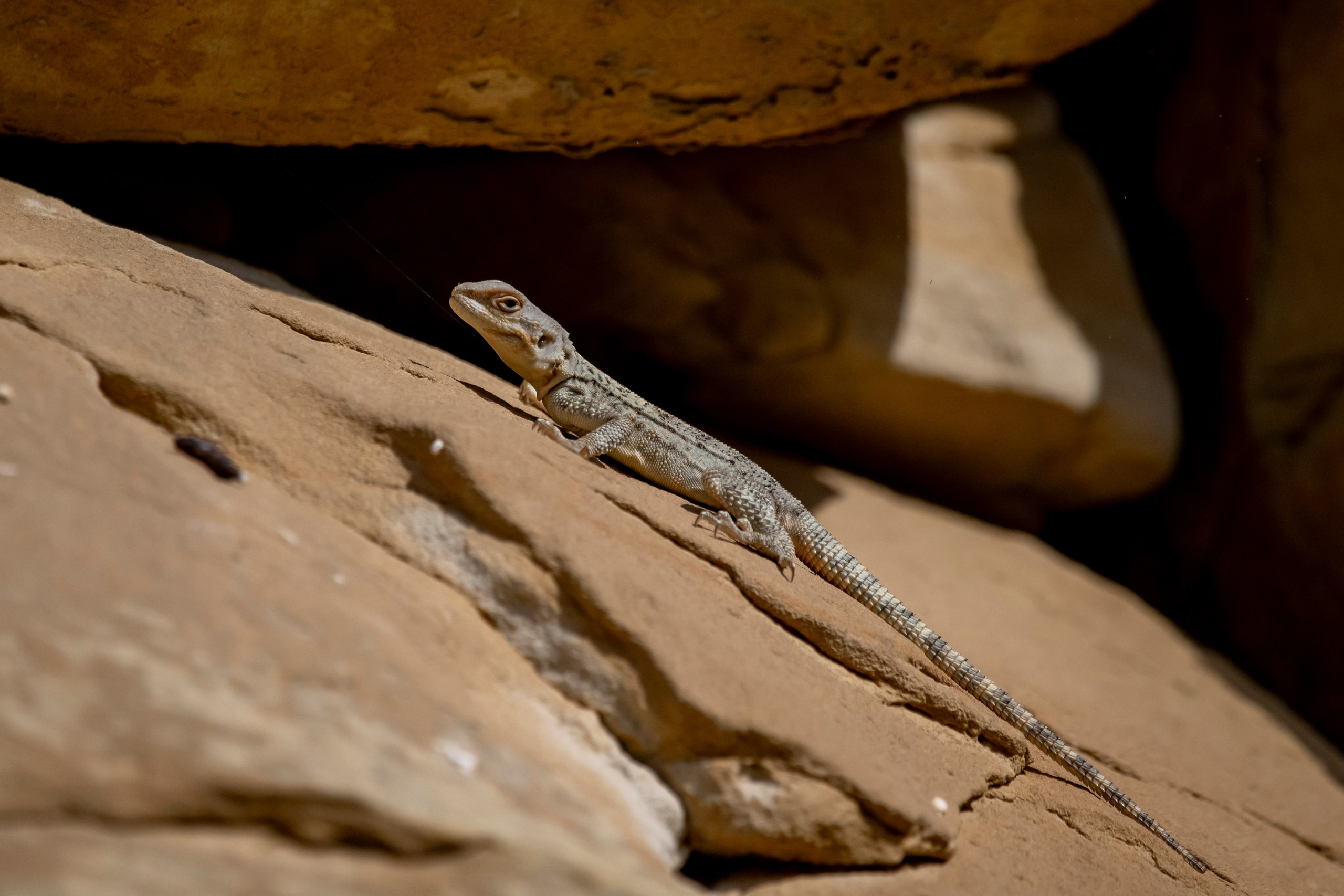 Природа Дагестана, сентябрь 2024. Foto-Zuev фотография как искусство