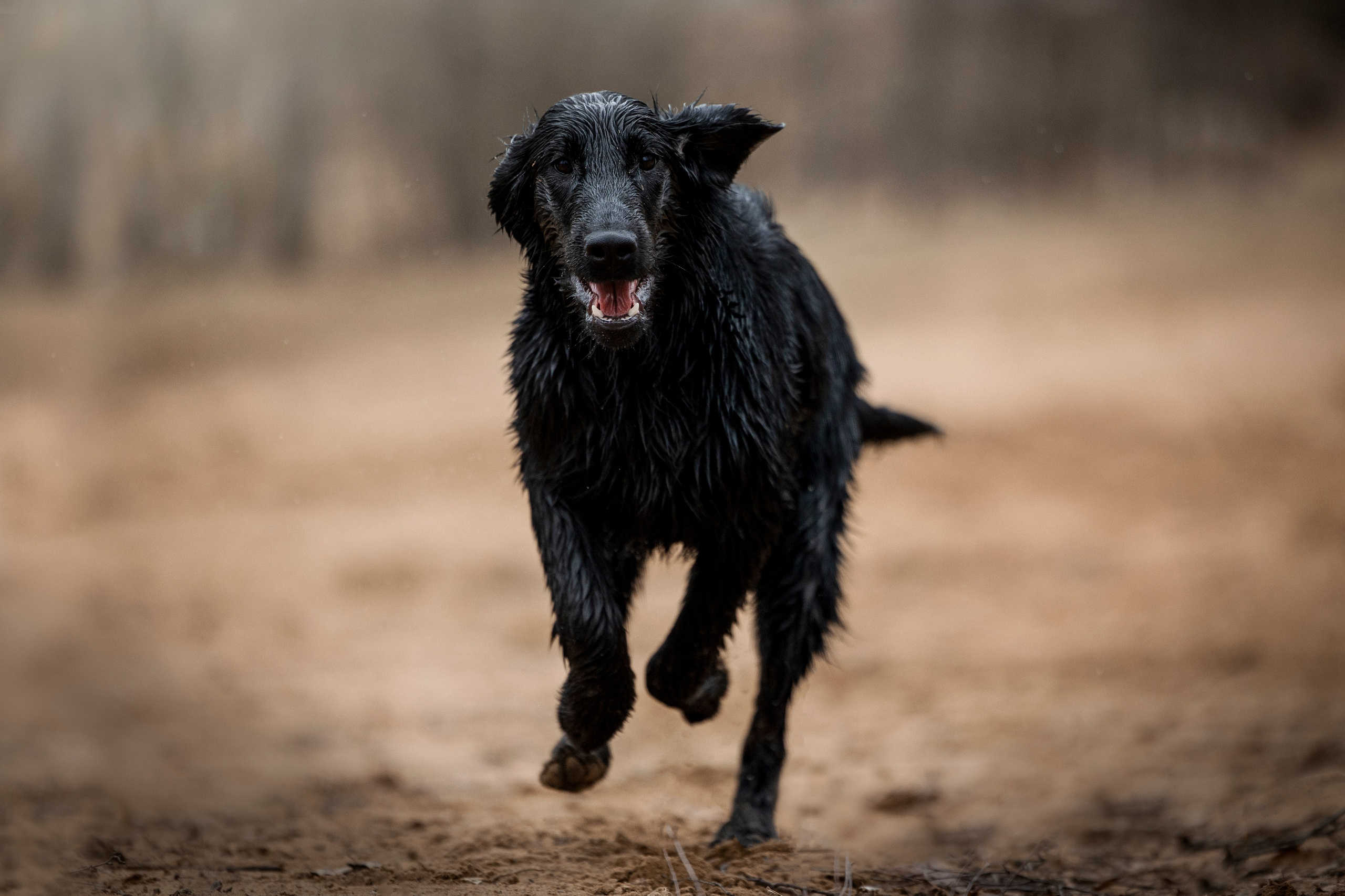 Ора, Ева, Рози и их семья. Фотограф — Анималист | Санкт-Петербург