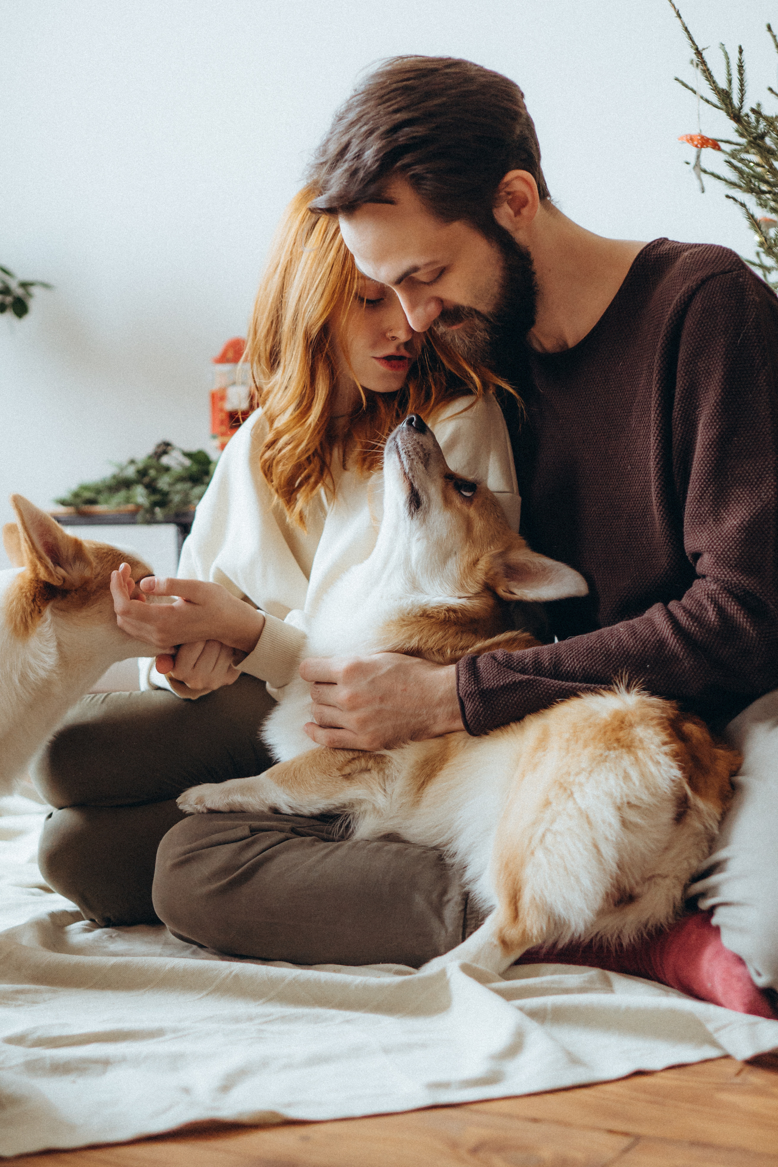 Любовь и корги…. Фотограф LIFE STYLE