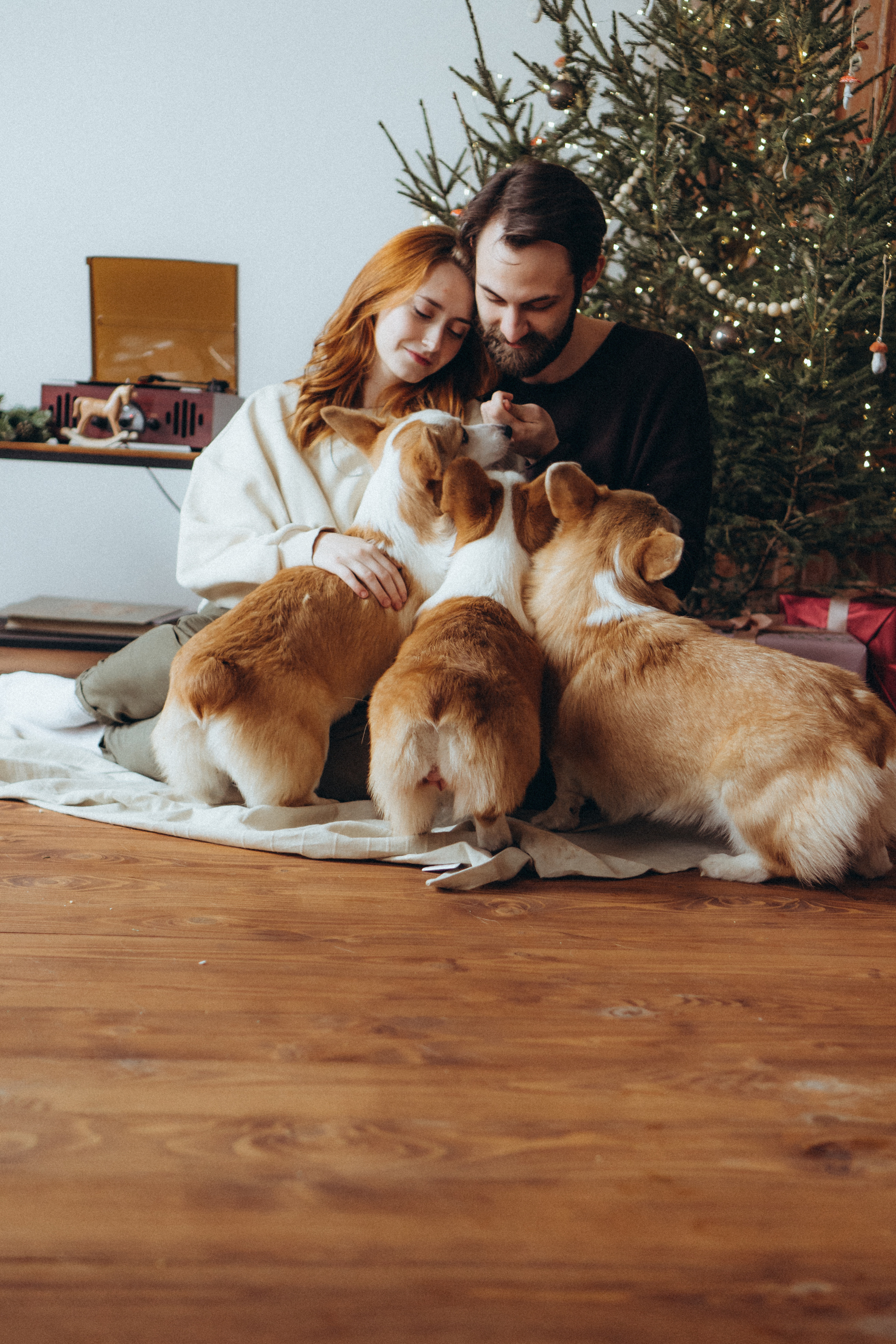 Любовь и корги…. Фотограф LIFE STYLE