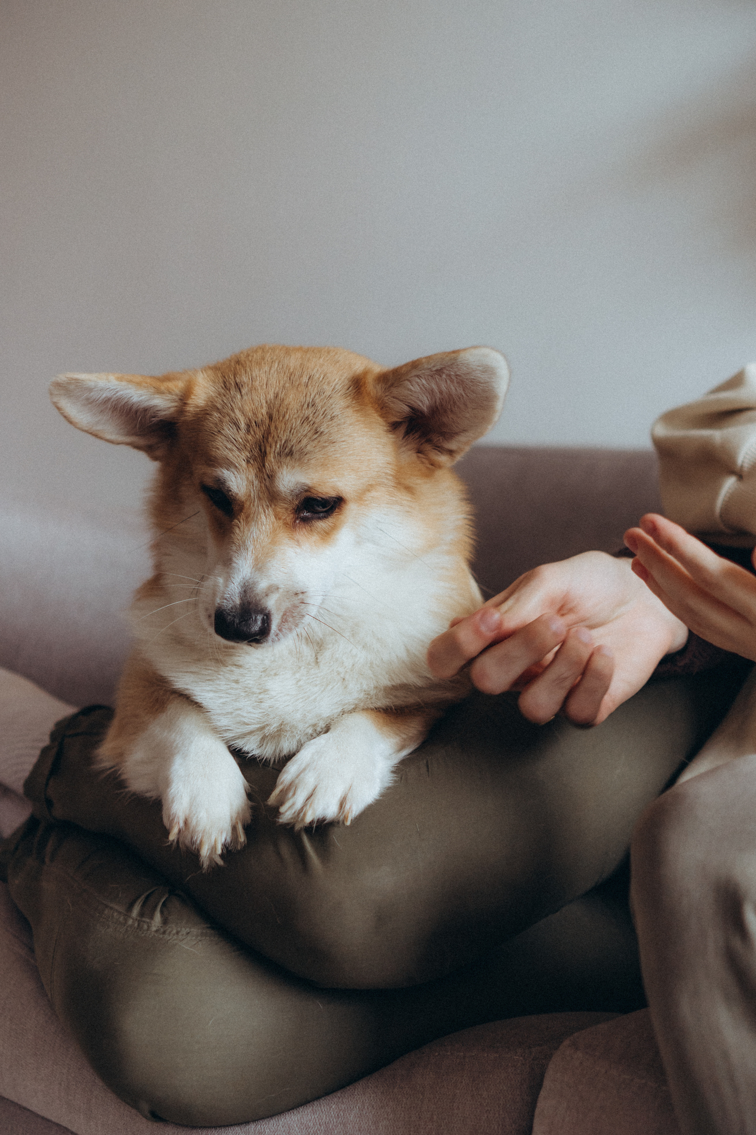 Любовь и корги…. Фотограф LIFE STYLE