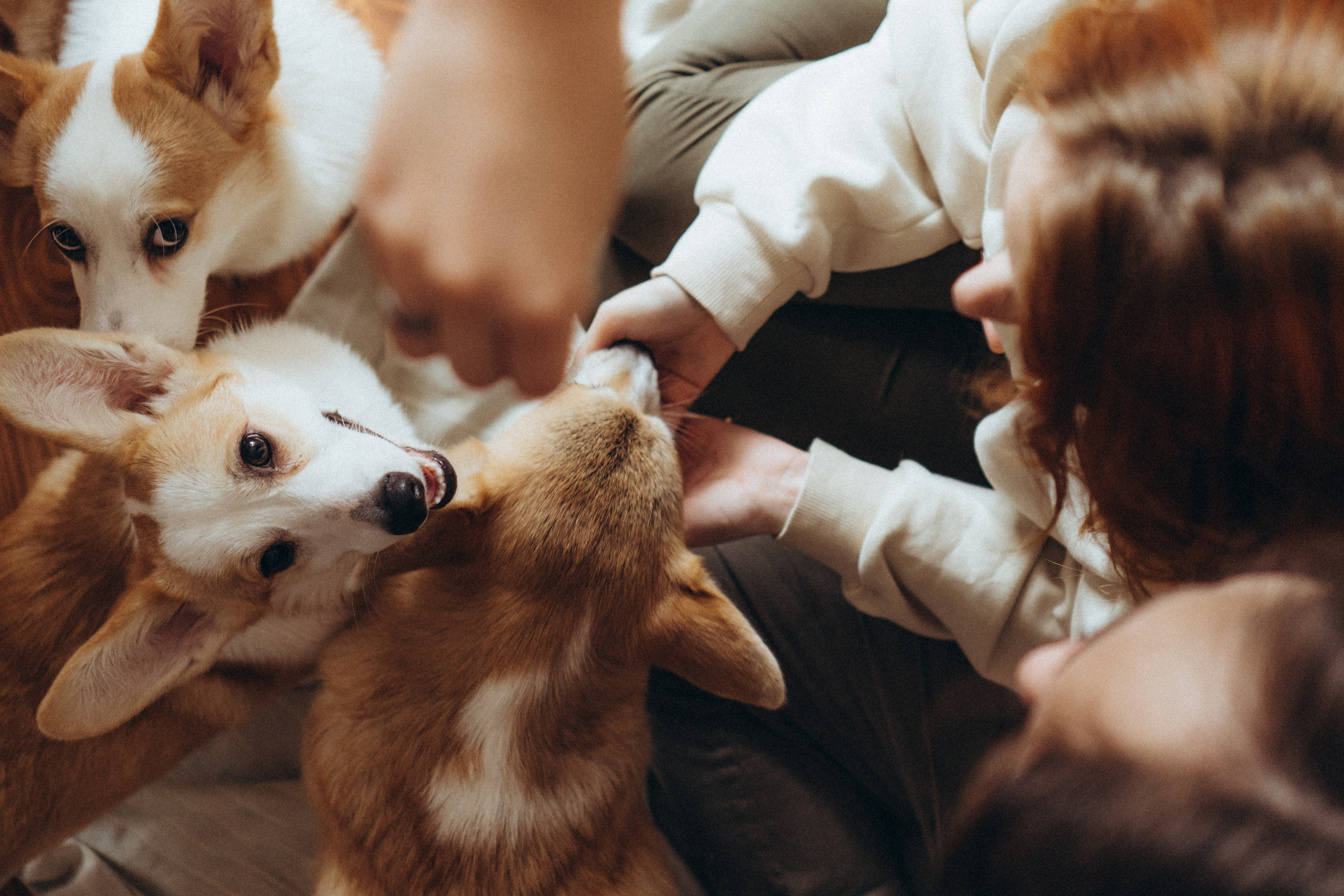 Любовь и корги…. Фотограф LIFE STYLE