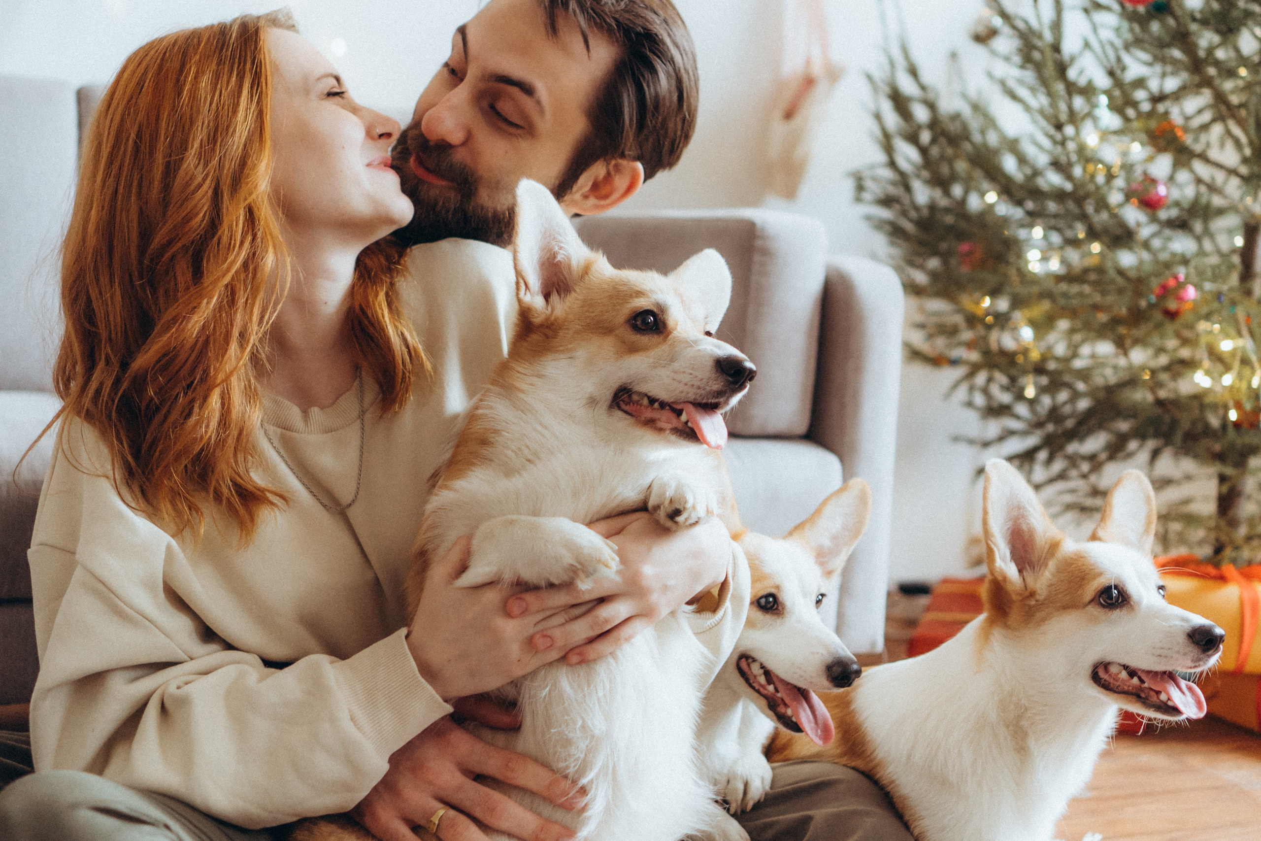 Любовь и корги…. Фотограф LIFE STYLE