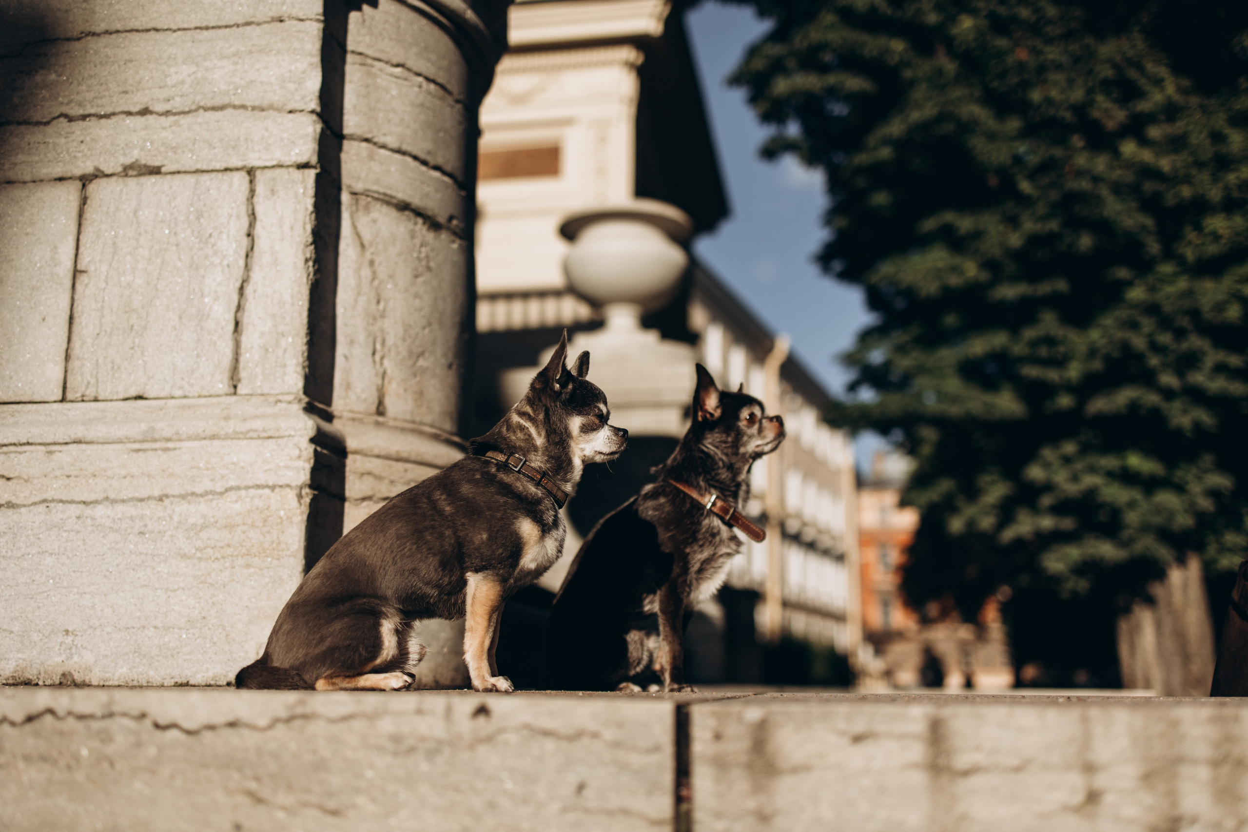 Даша и ее мальчики. Фотограф — Анималист | Санкт-Петербург