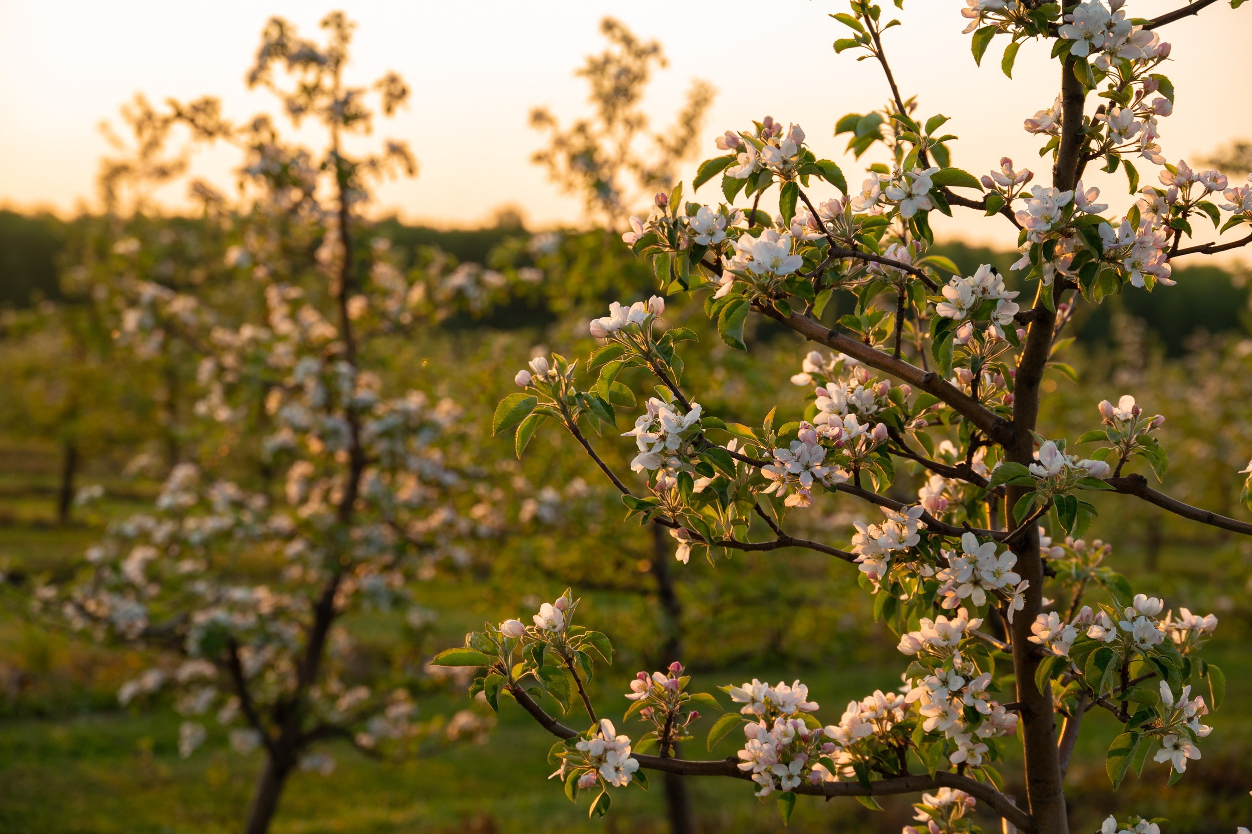 Яблоневые сады, Крапивна. Фотограф и видеооператор в Туле | Даниил Рыбак