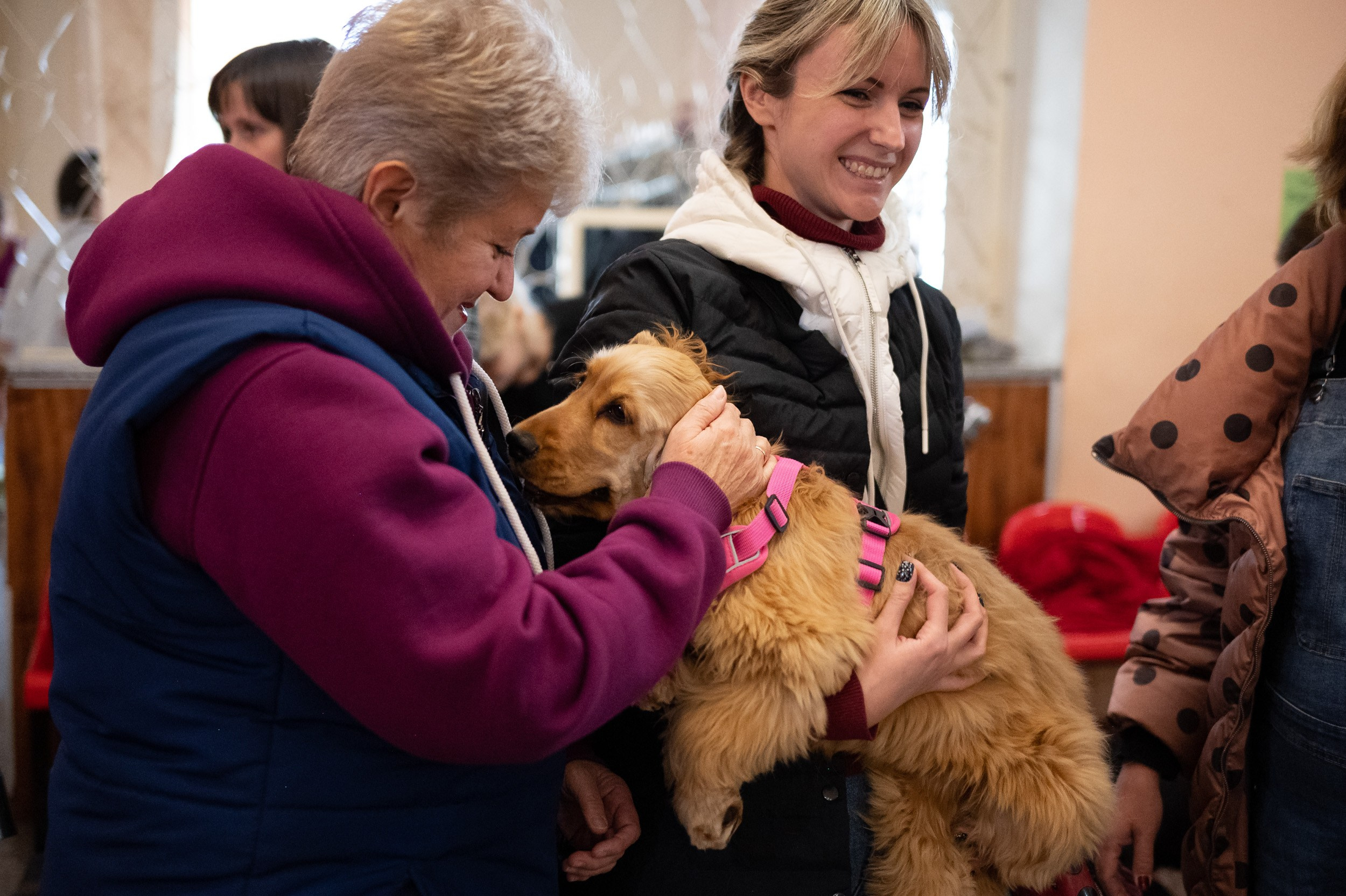 Выставка собак. Фотограф и видеооператор в Туле | Даниил Рыбак