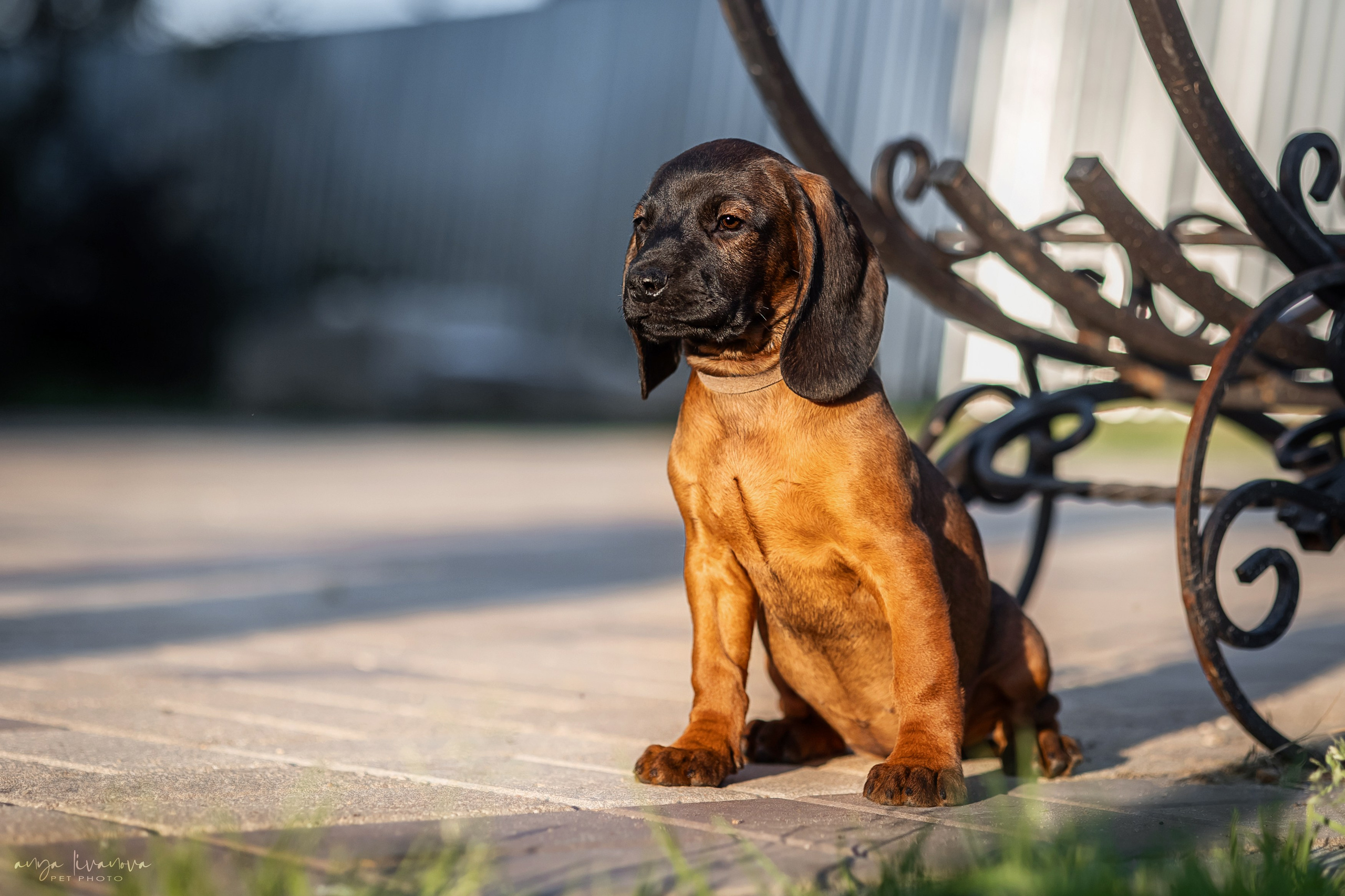 Баварцы. Фотограф анималист Аня Ливанова | Рыбинск