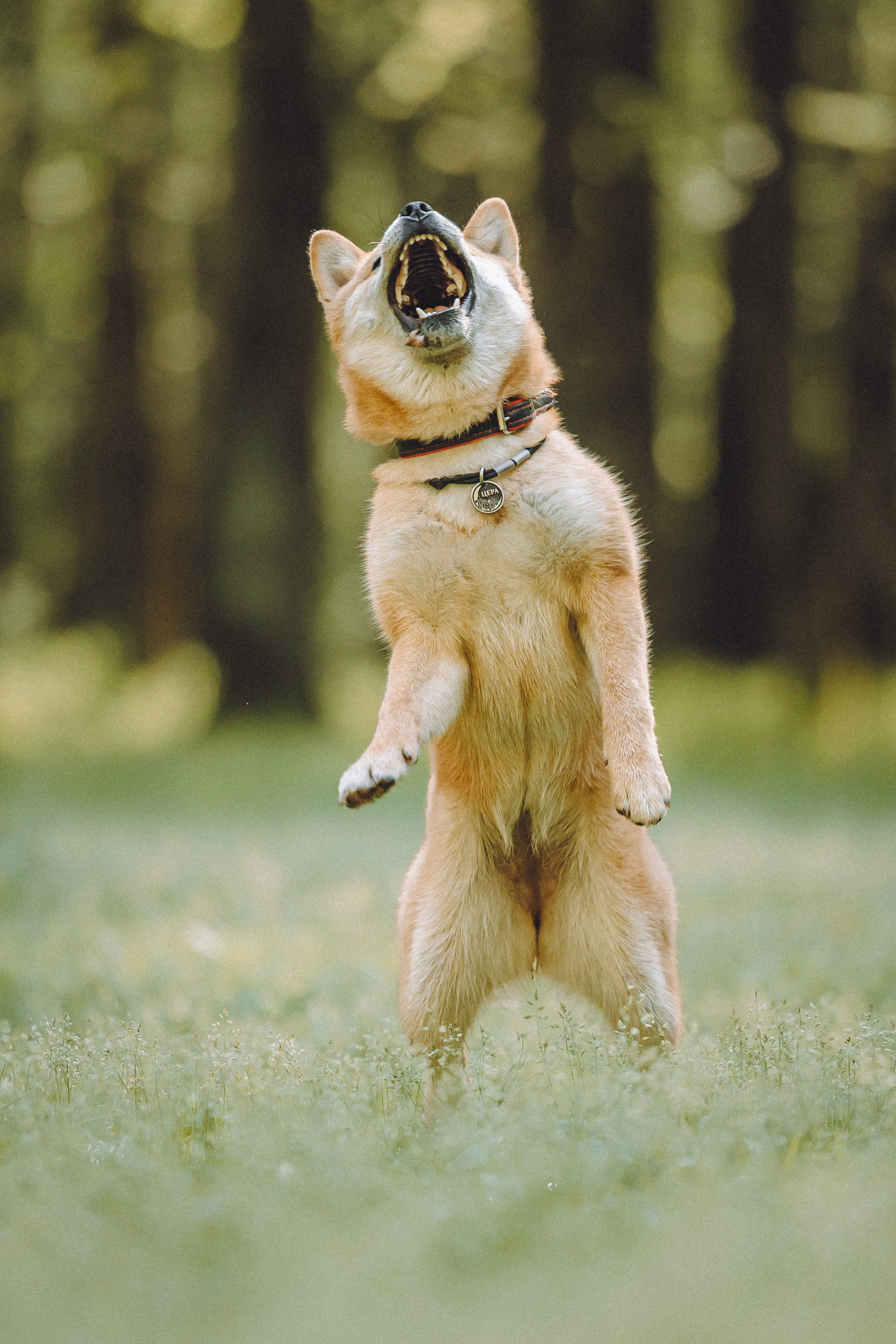 Шед, Цири, Чиби, Цера и их семья