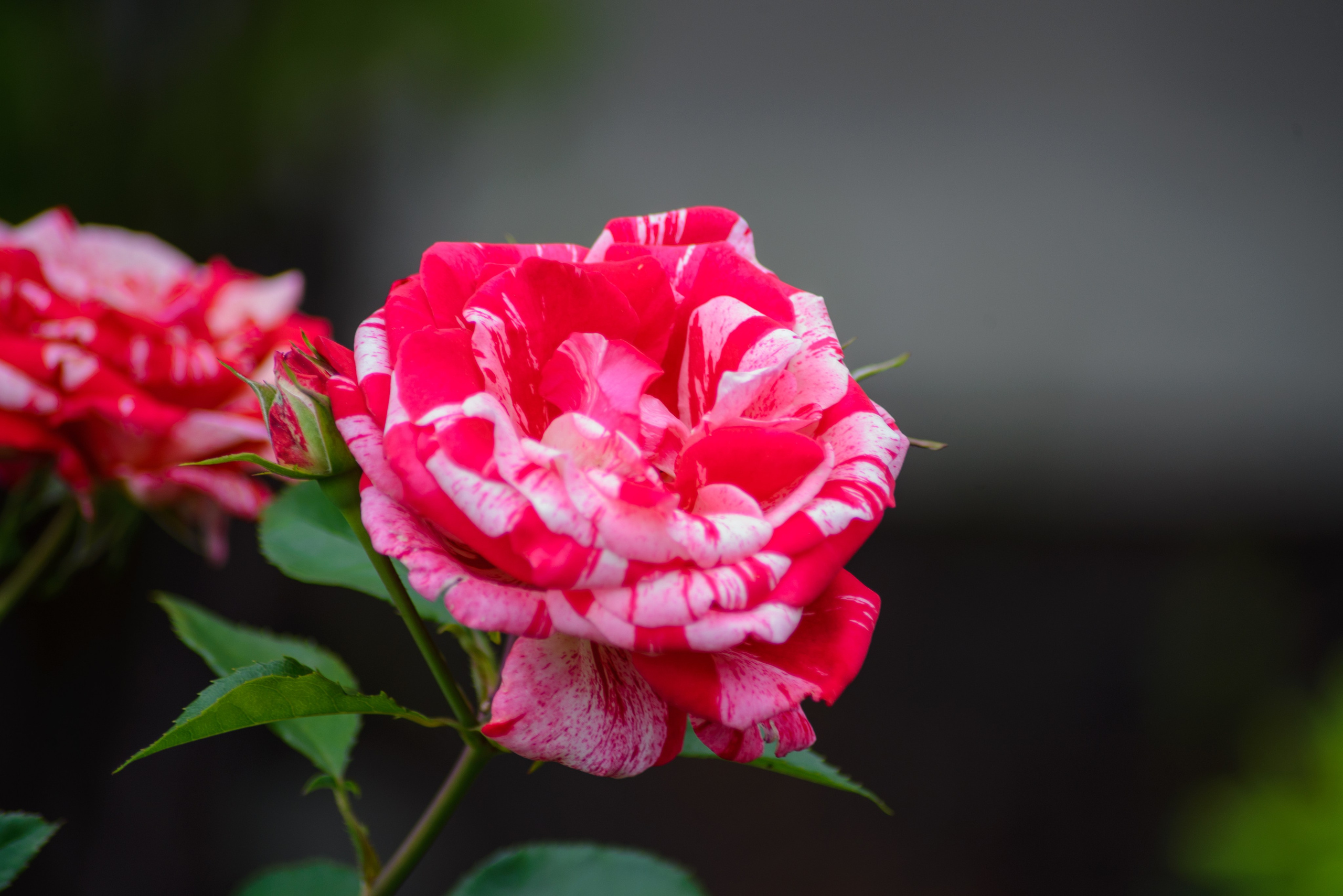 Природа. Фотограф в городе Омске Константин Зоткин