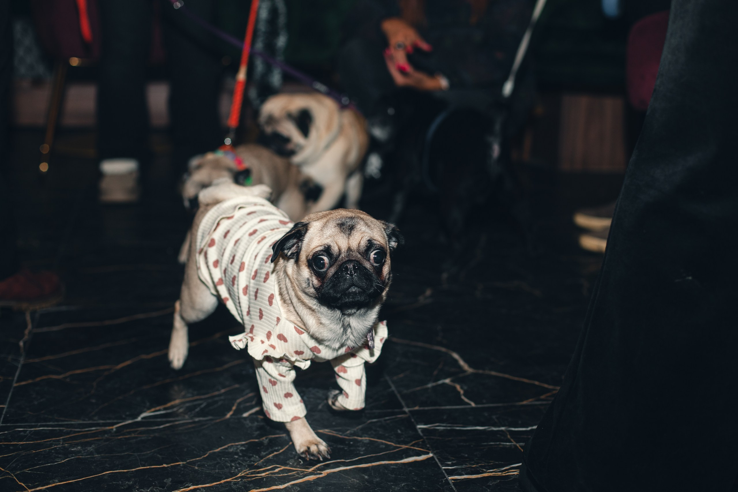 Мопсовстреча 02.12.2023. Фотограф-анималист Татьяна Степанова