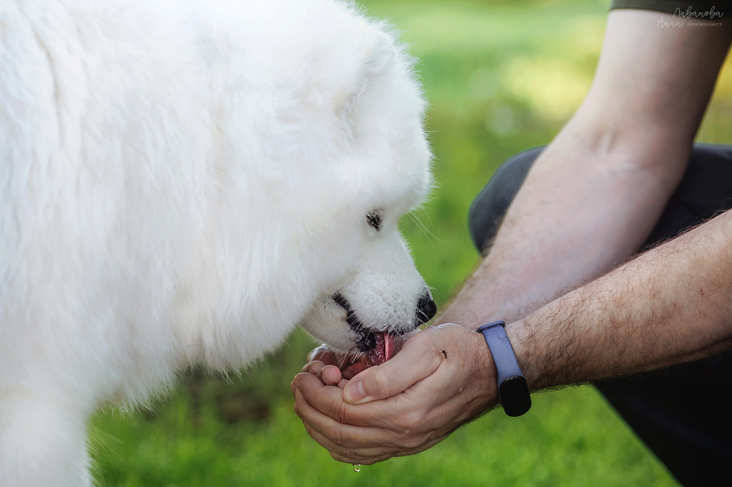 Наташа и Кимми. Фотограф анималист Аня Ливанова | Рыбинск