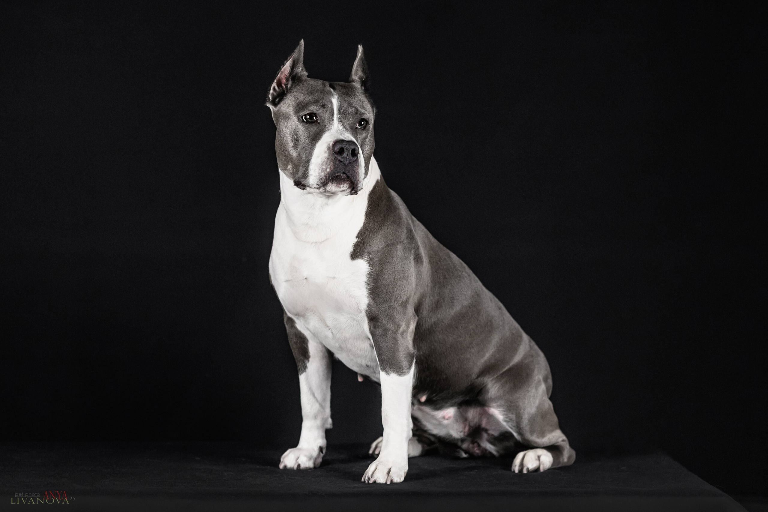 Дэля. Фотограф анималист Аня Ливанова | Рыбинск