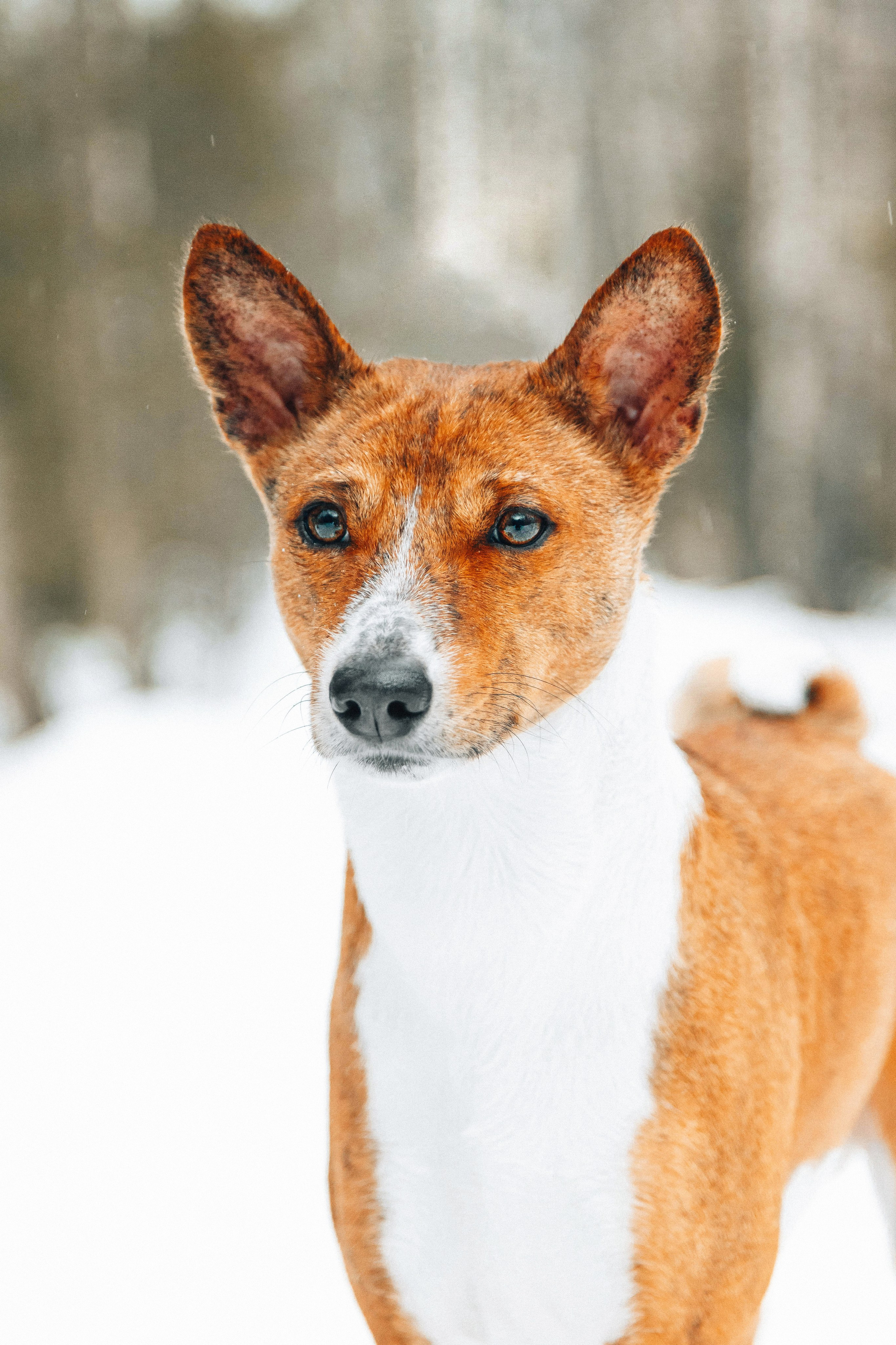 Басенджи Мэнни. Htykk_photo