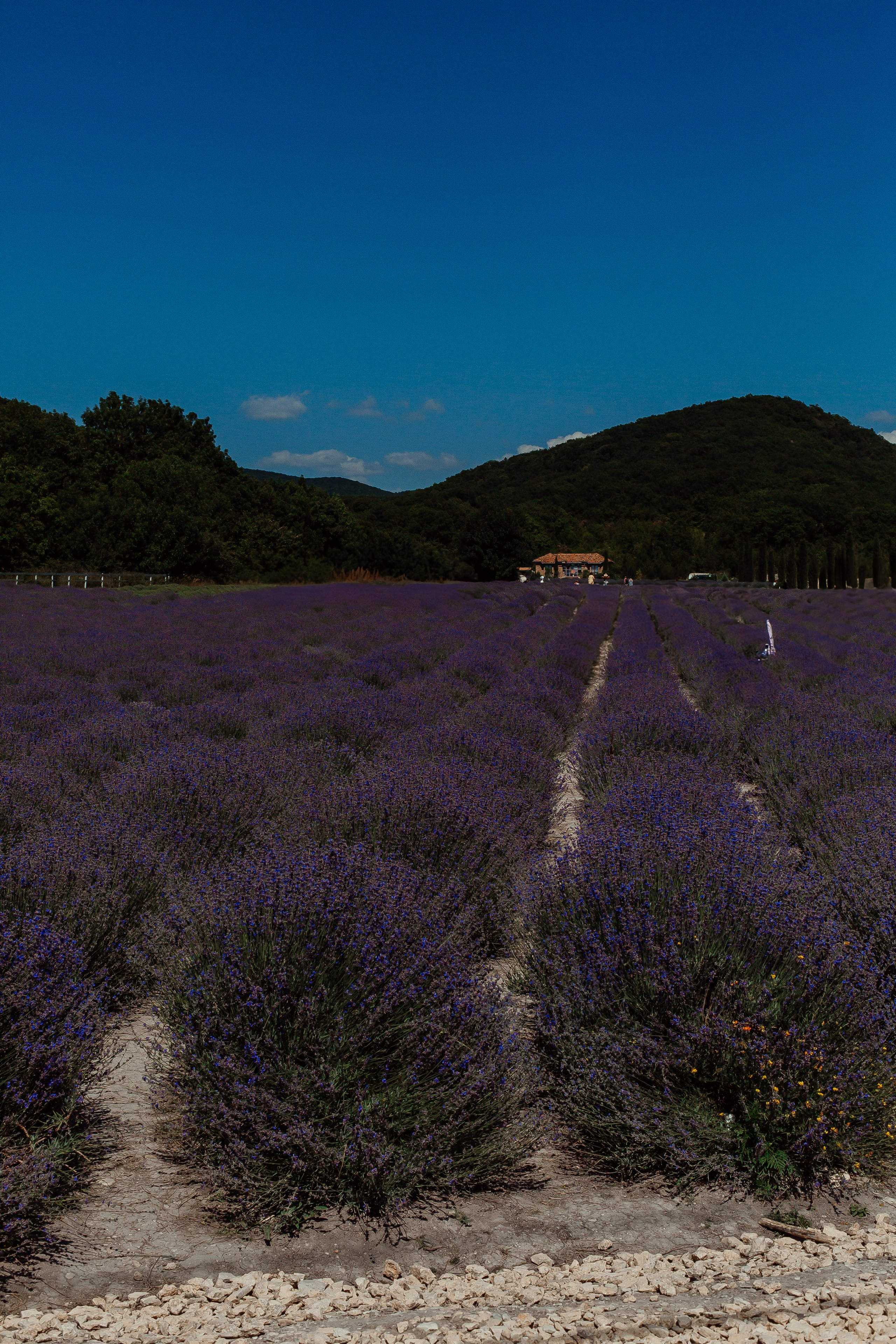 Лавандовые поля