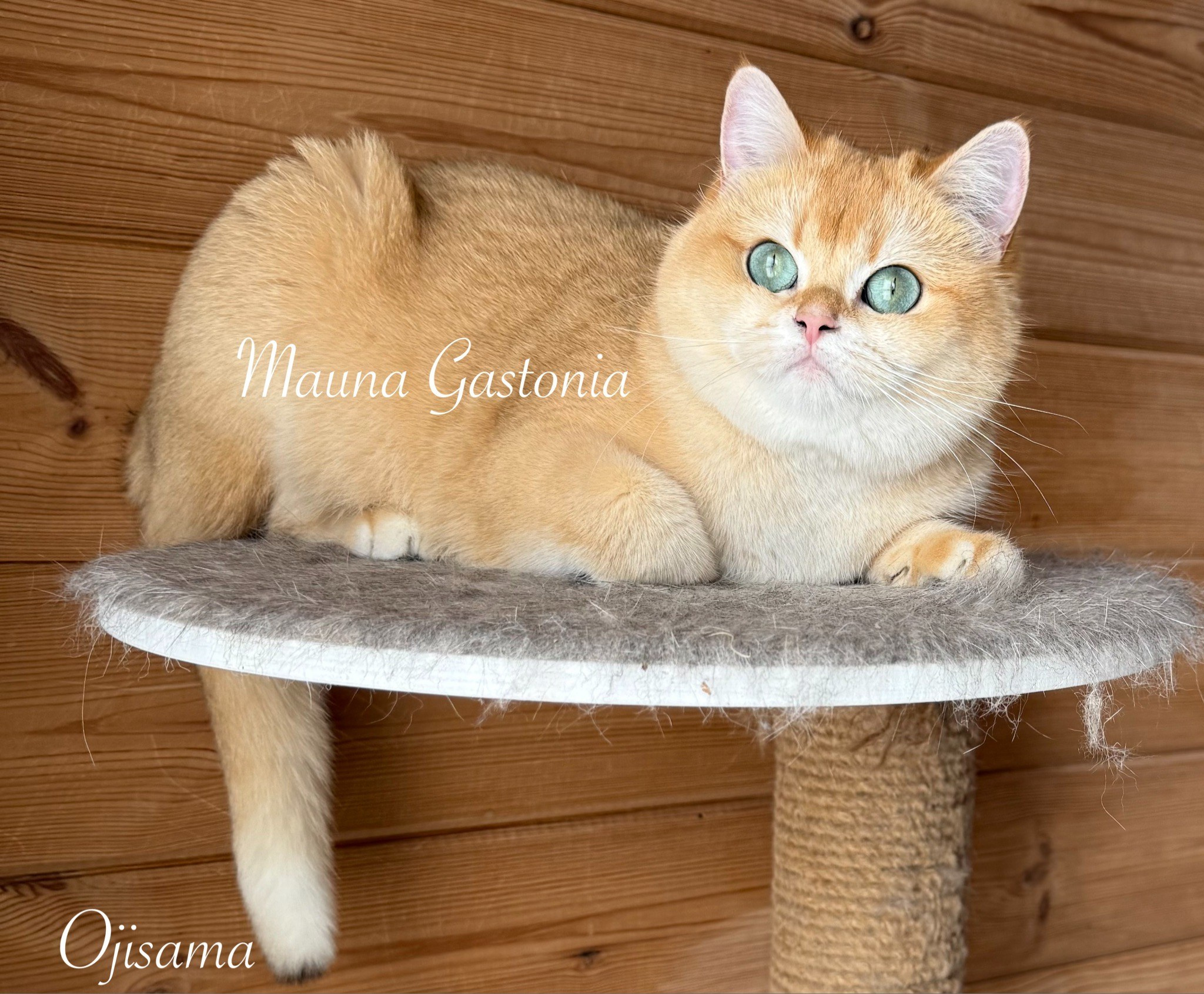 Ojisama. Mauna Gastonia