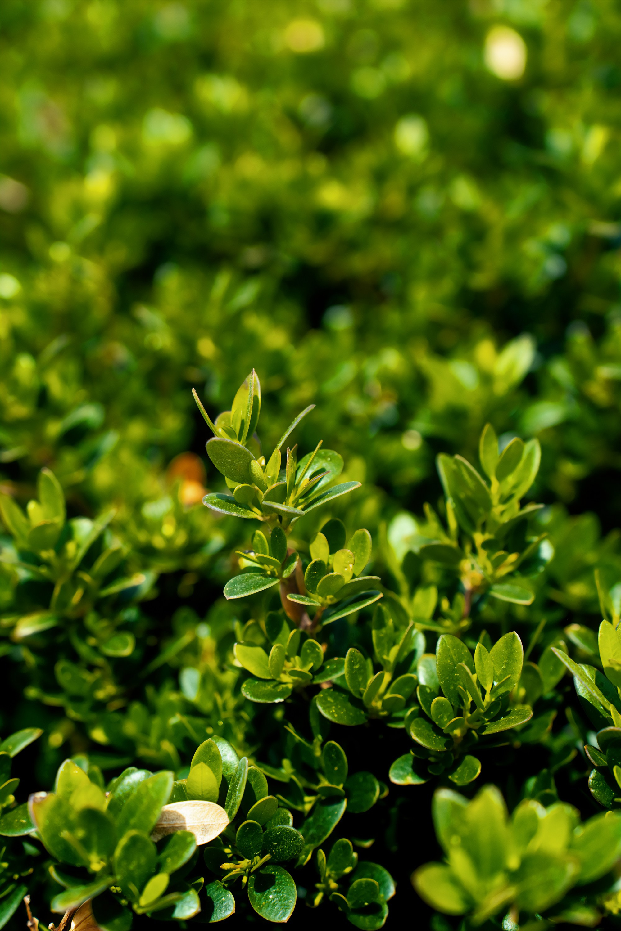 Австралия. Фотограф в Хабаровске. Фотография за 24 часа